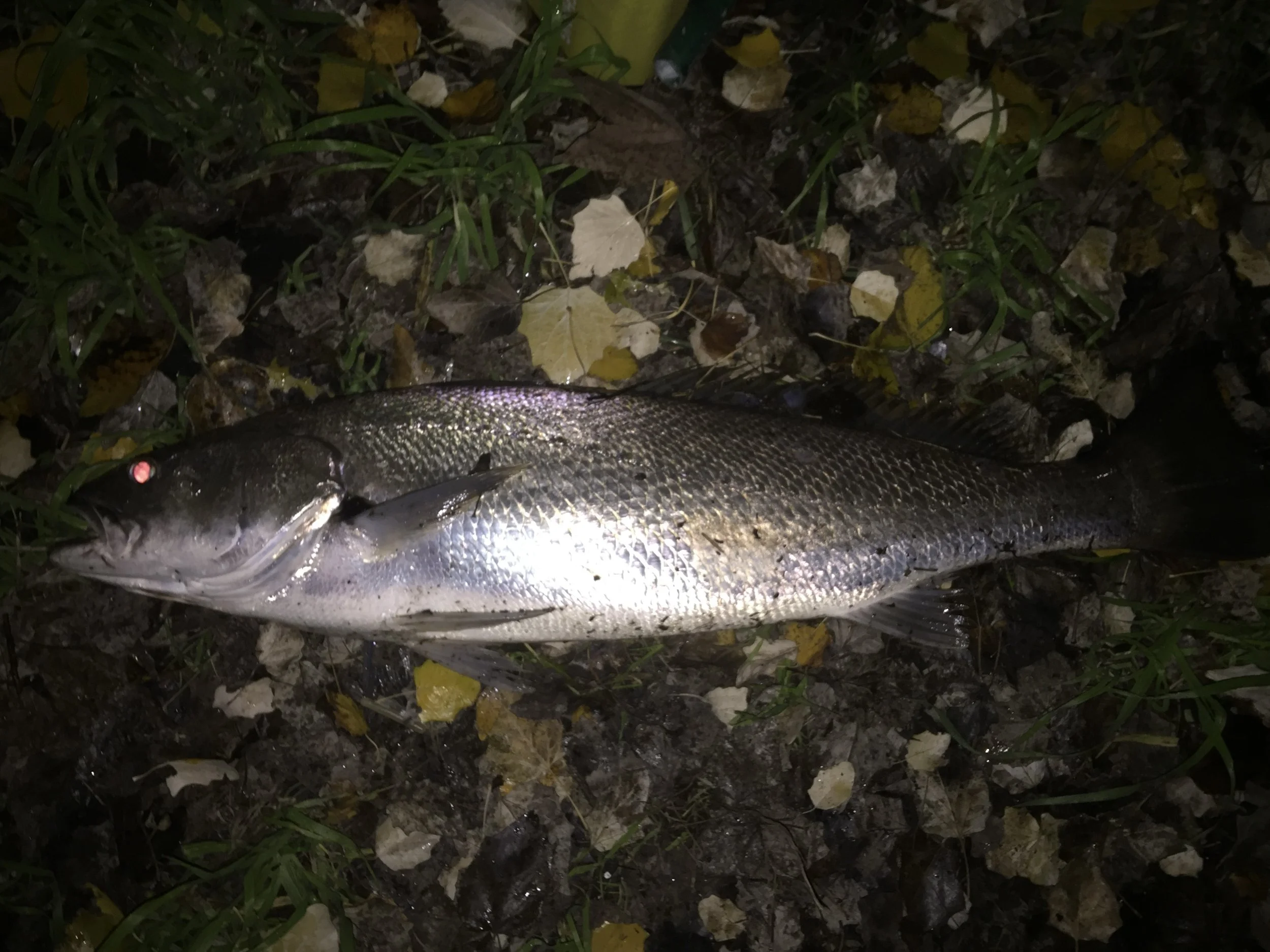 A fish lying on the ground among fallen leaves, grass, and dirt.