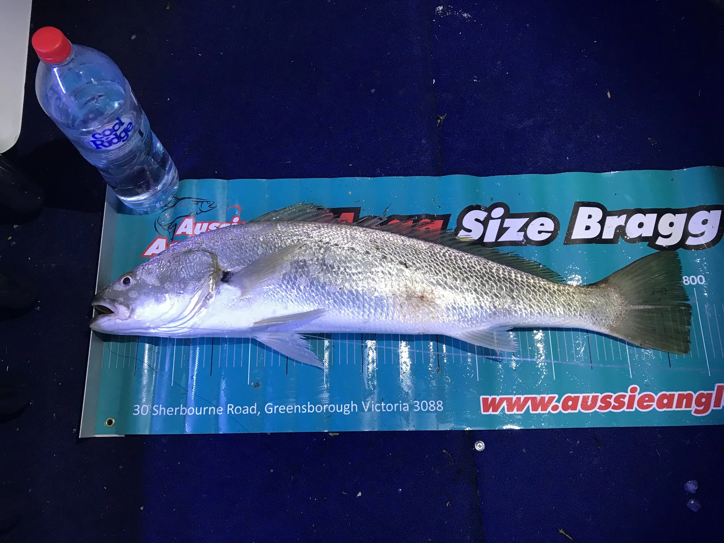 A fish lying on a blue board with partial view of the fish. A plastic water bottle is placed on the left side of the board. The board has text including the website www.aussieangl and the address 30 Sherbourne Road, Greensborough Victoria 3088.
