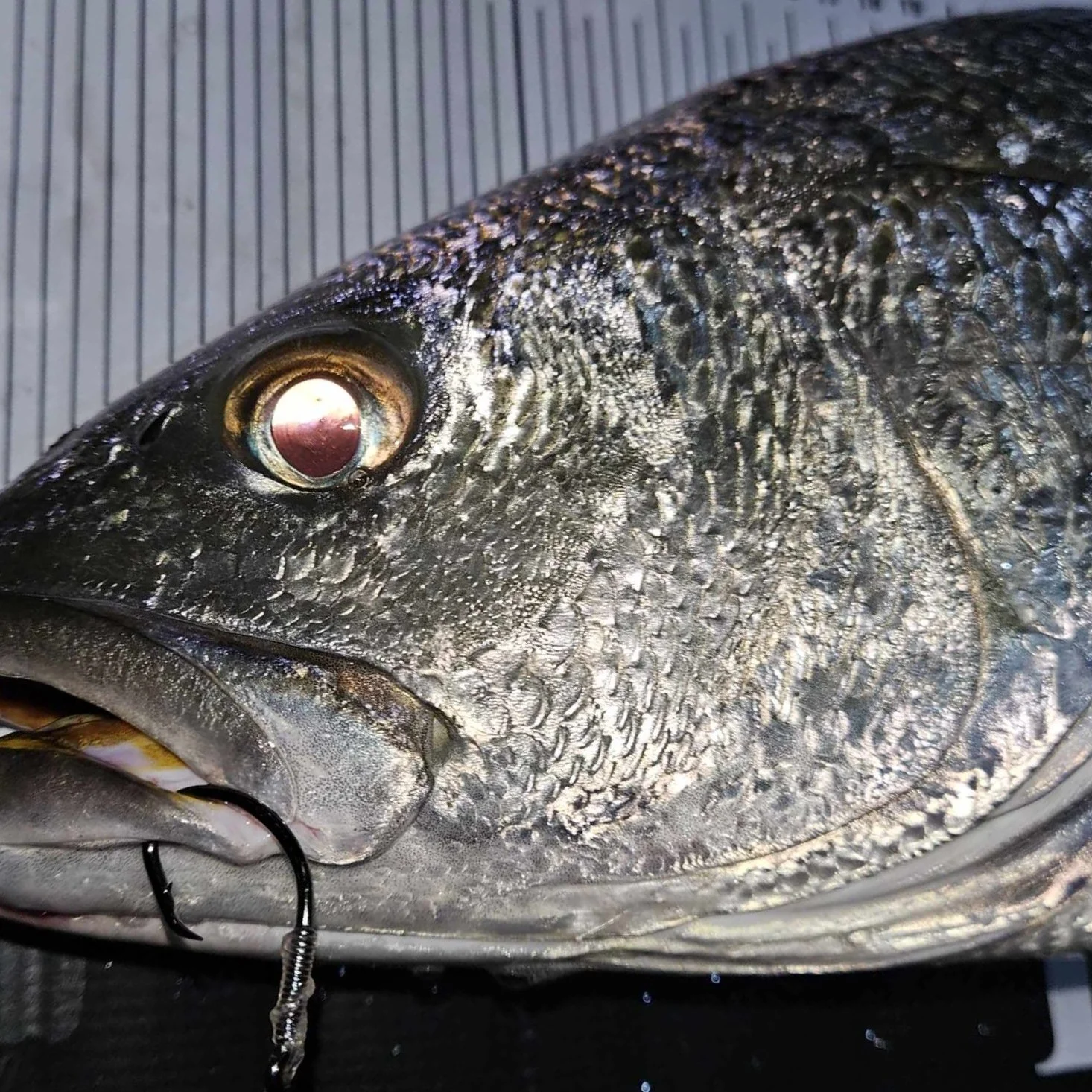 Close-up of a fish head with scales, eye, and a hook in its mouth, placed on a striped surface.