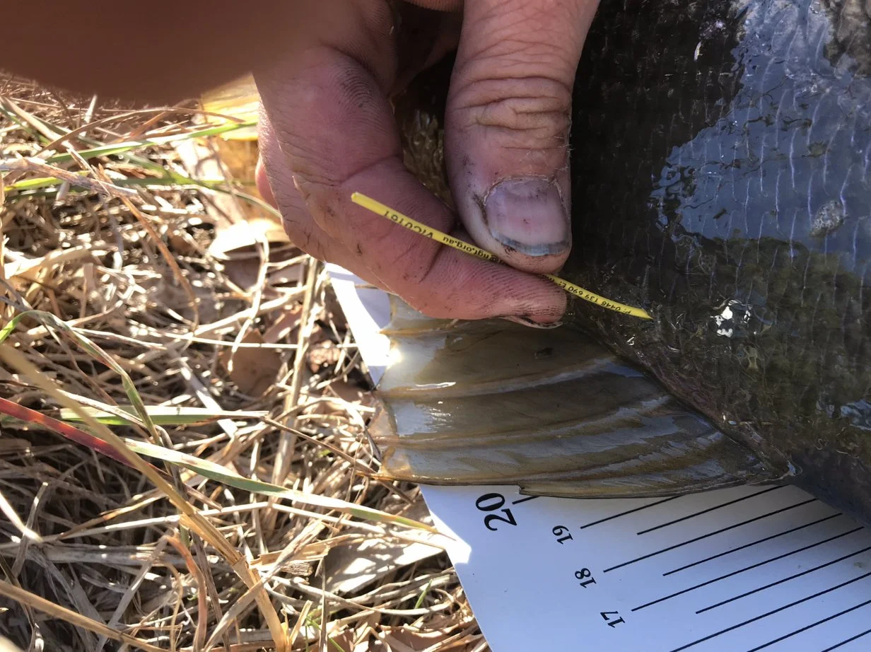 Close-up of a person's hand holding a fish on a measuring chart outdoors on dry grass.