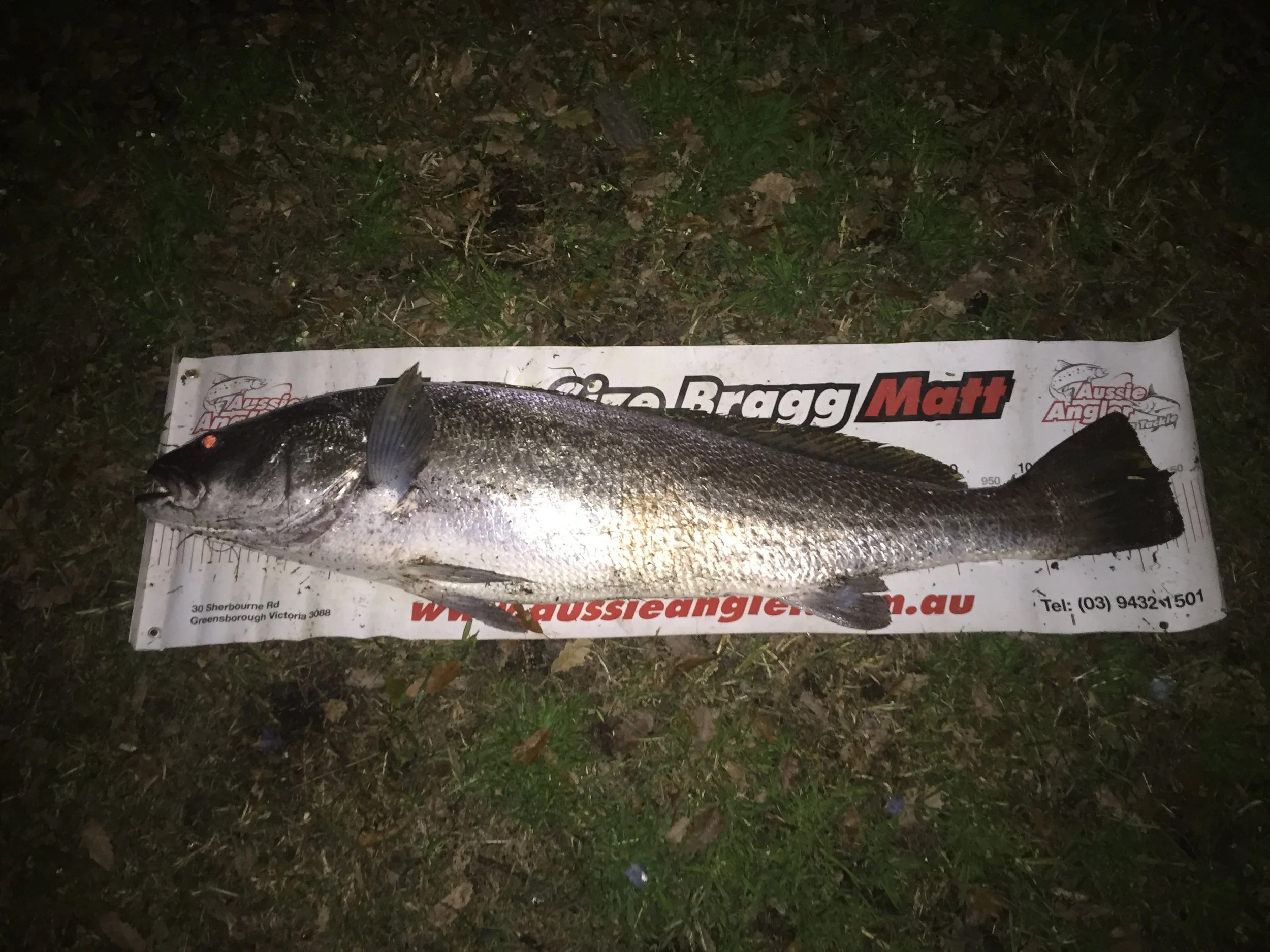 A large fish lying on a measuring mat outdoors at night, with grass and fallen leaves in the background.