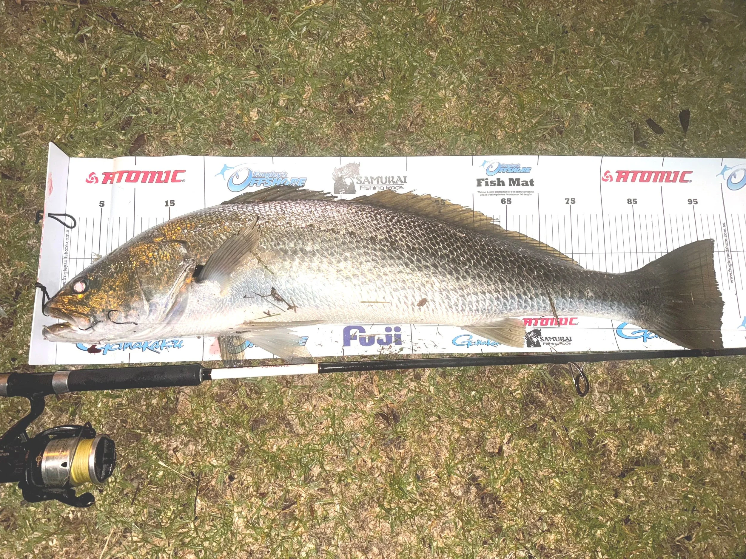 A large fish lying on a measuring board outdoors. The board has various brand logos and measurements in centimeters. There is fishing gear and a reel nearby on the grass.
