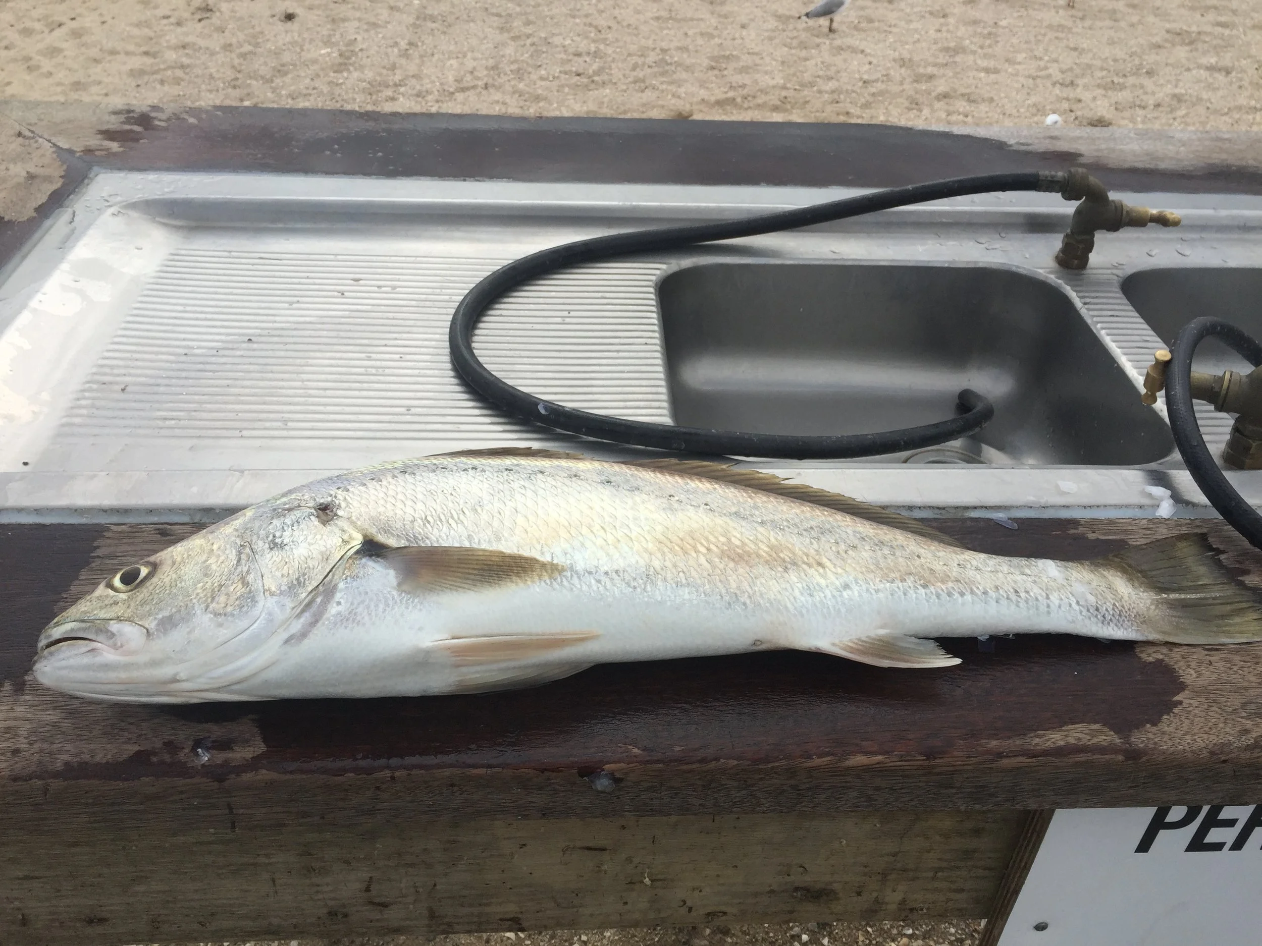 A fish laying on a metal table with black hoses and water droplets, likely just caught and prepared for cleaning or cleaning.