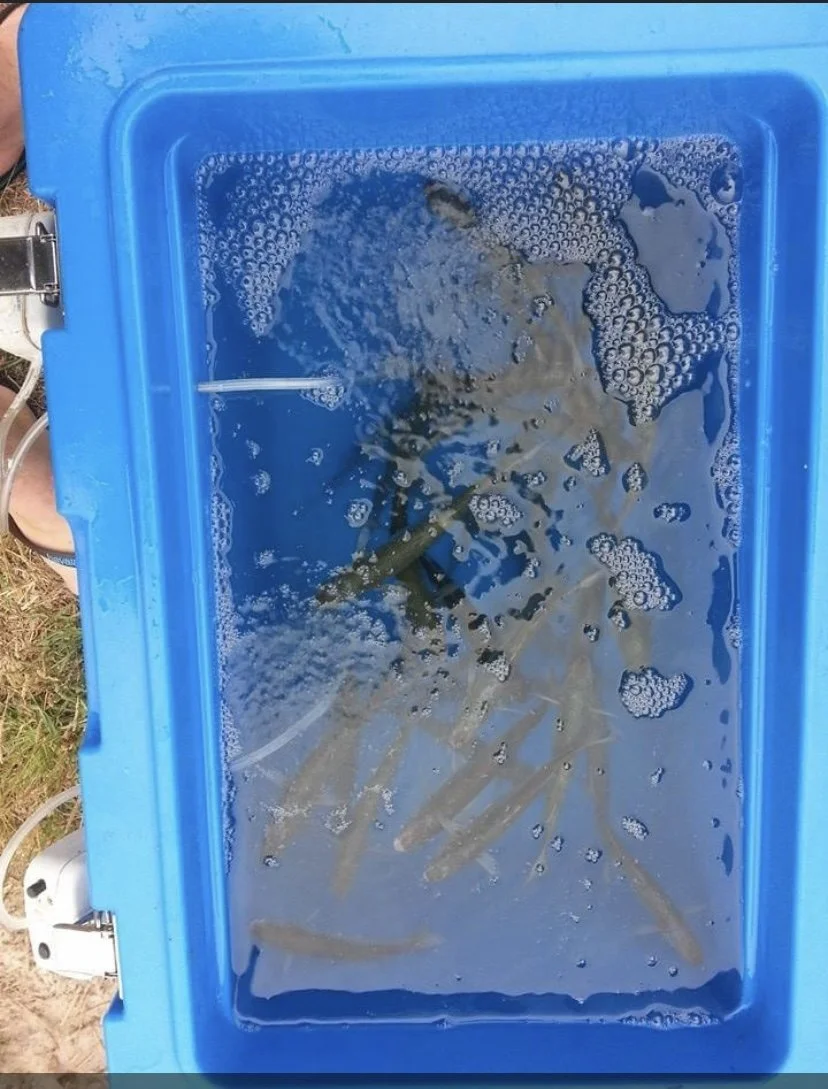 Blue plastic container filled with water and several live fish, with foam and bubbles on the surface.