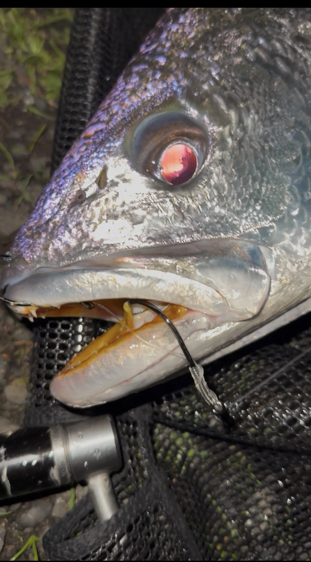 Close-up of a fish with a fishing hook in its mouth, lying on a black textured surface.