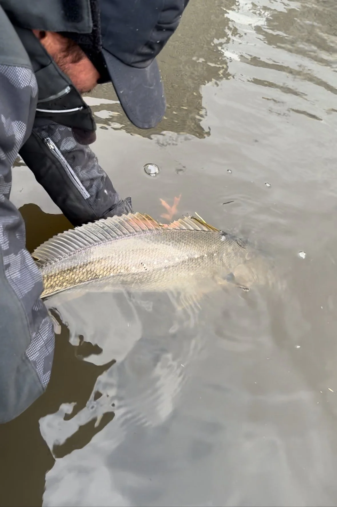 A person in outdoor clothing holding a large fish with a spiny dorsal fin in shallow water.
