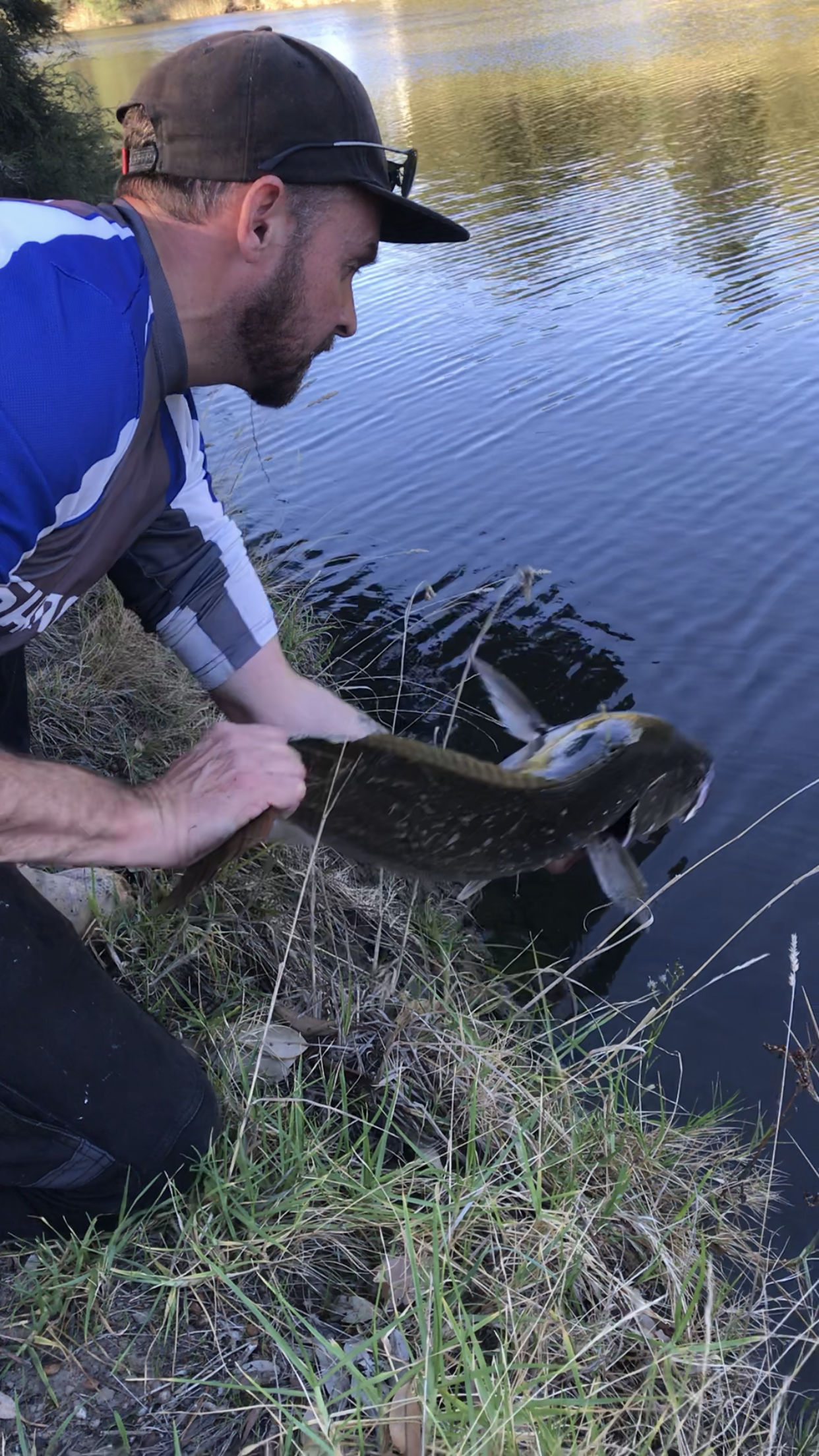 A man with a beard, wearing a black cap and sunglasses on his head, is leaning over the bank of a river, holding a large fish with both hands. The river is calm, and the shoreline has grass and twigs.