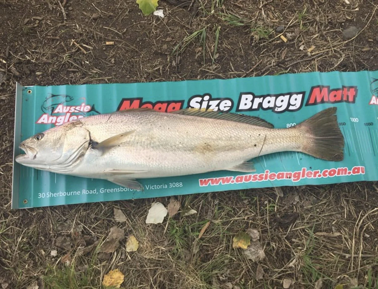 A large fish lying on a blue measuring mat on grass and dirt outside. The mat has red, white, and black text and includes a website URL.