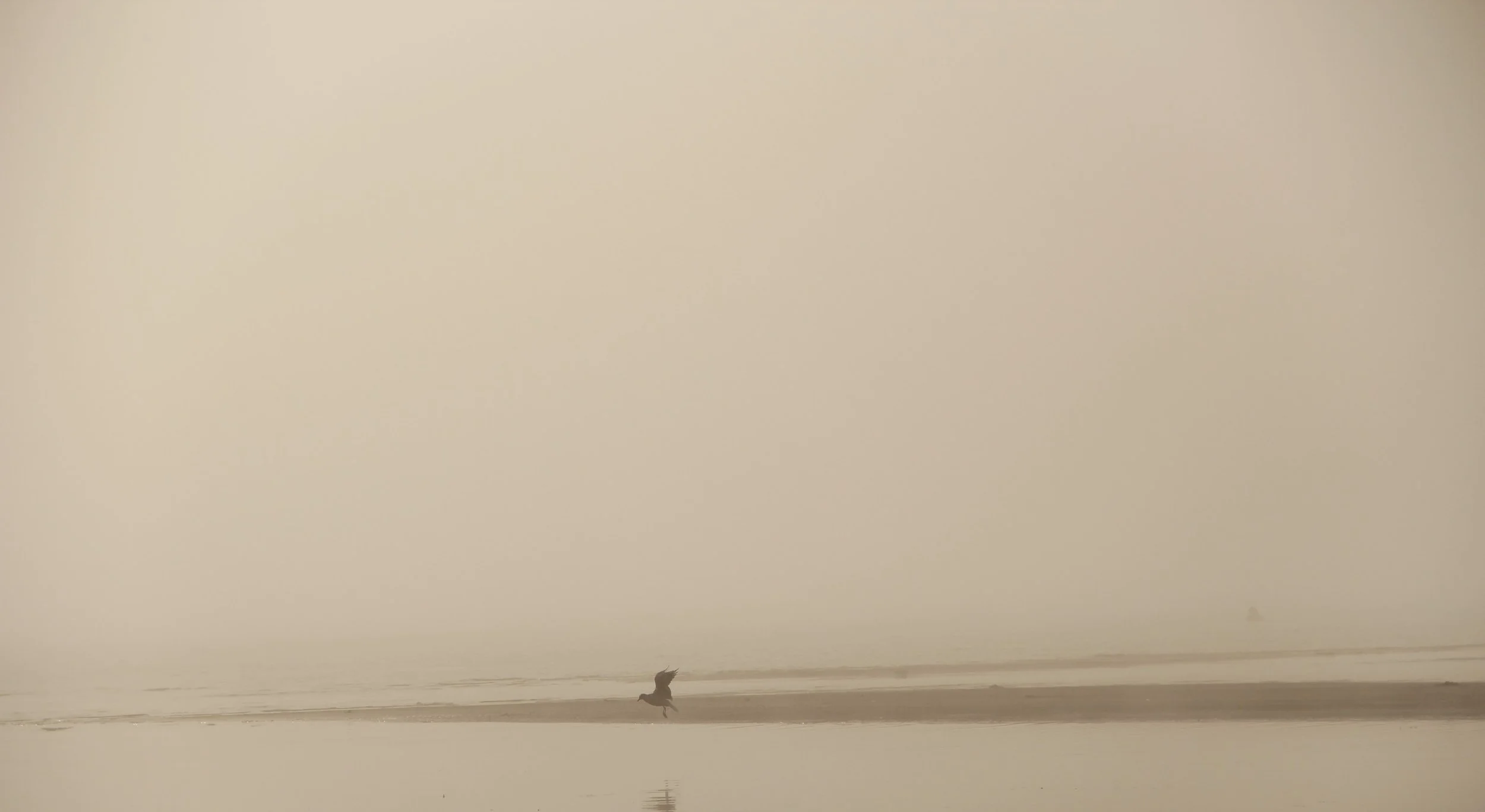 "In memory of Roland Barthes (1915-1980); 'Every photograph is evidence of a presence.' A presence that is implied in his companionship with death."