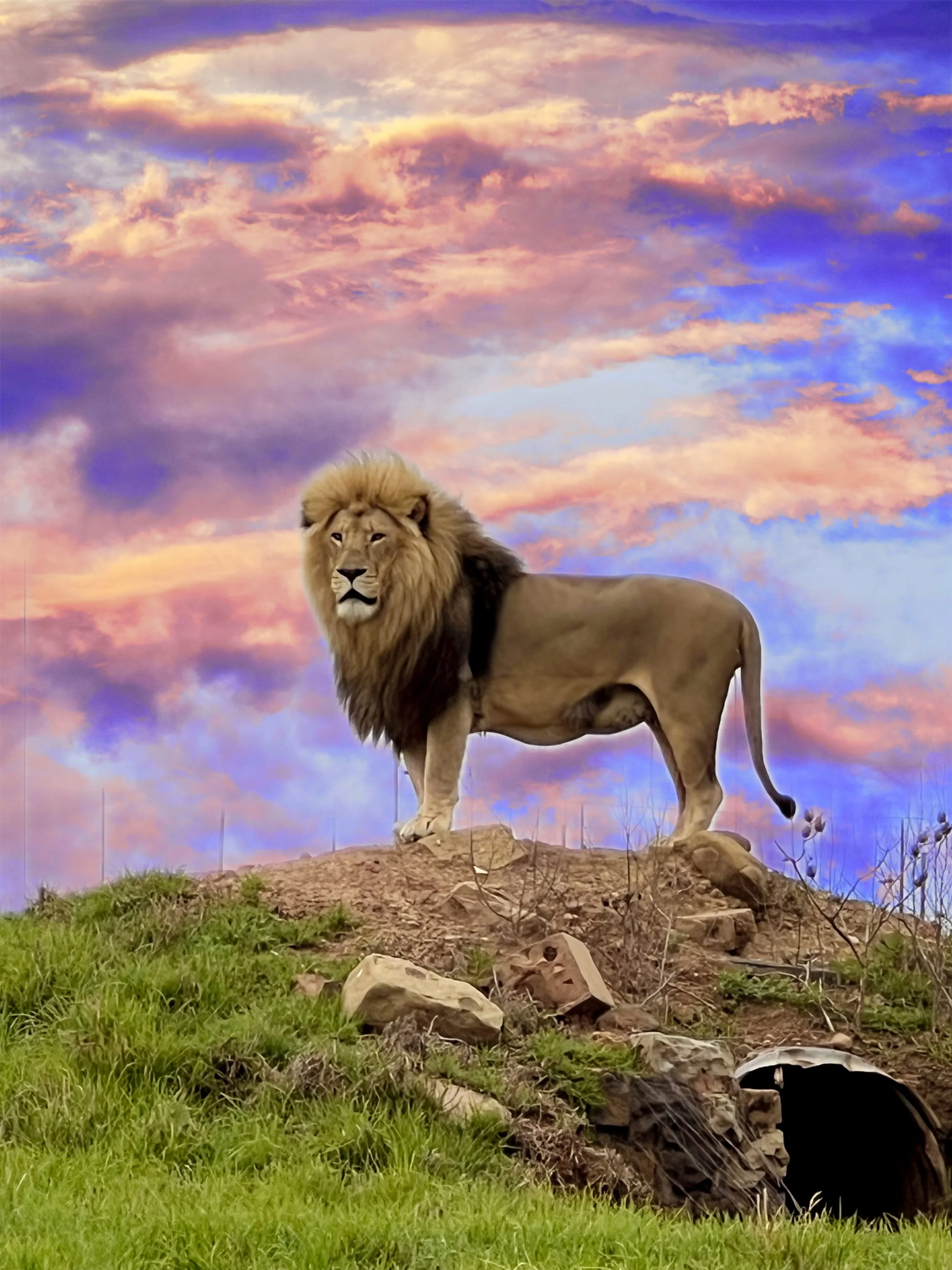 A lion with a mane standing on a small hilltop against a colorful sky with pink, purple, orange, and blue clouds, with green grass and rocks in the foreground.