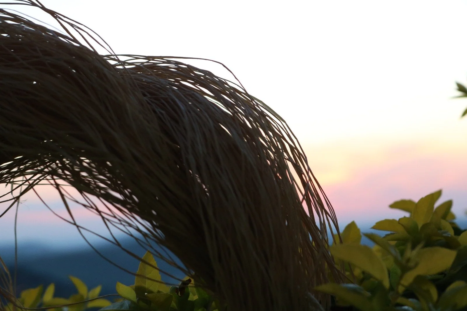 Buriti: The Golden Fiber of Brazil Transformed into Jewelry