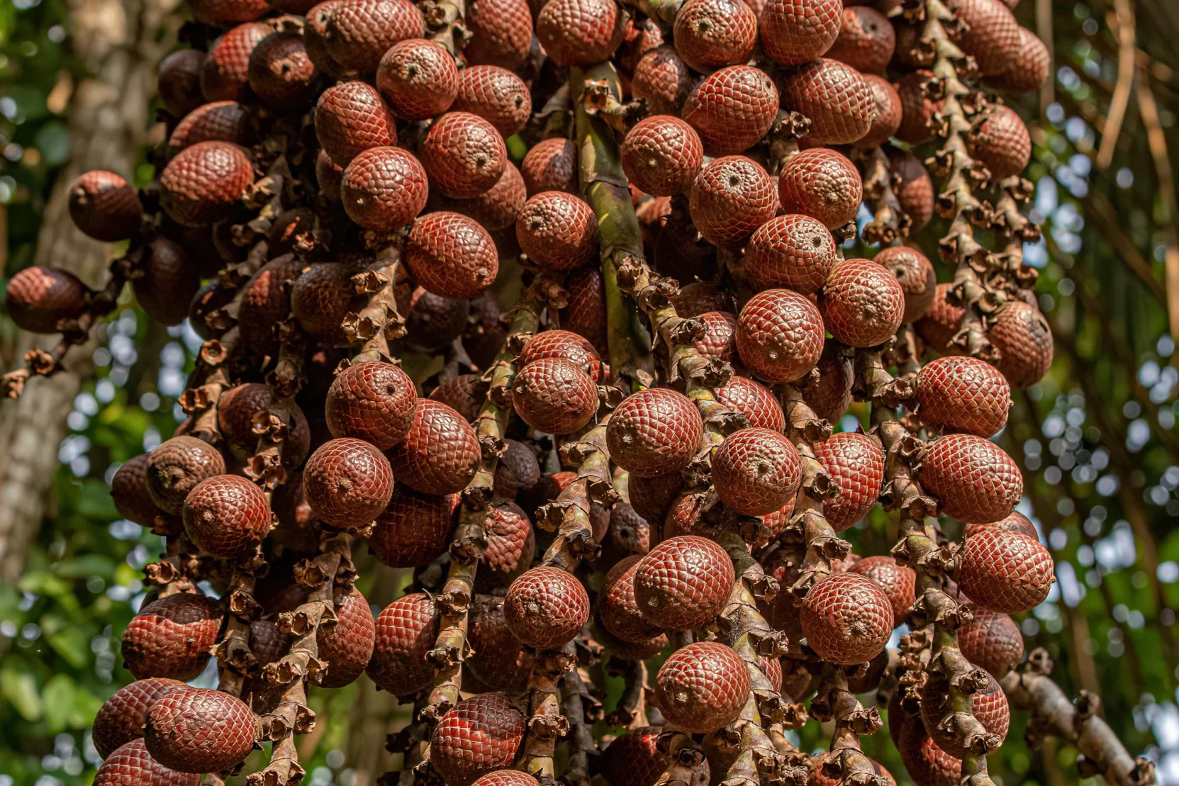 Buriti: The Tree of Life