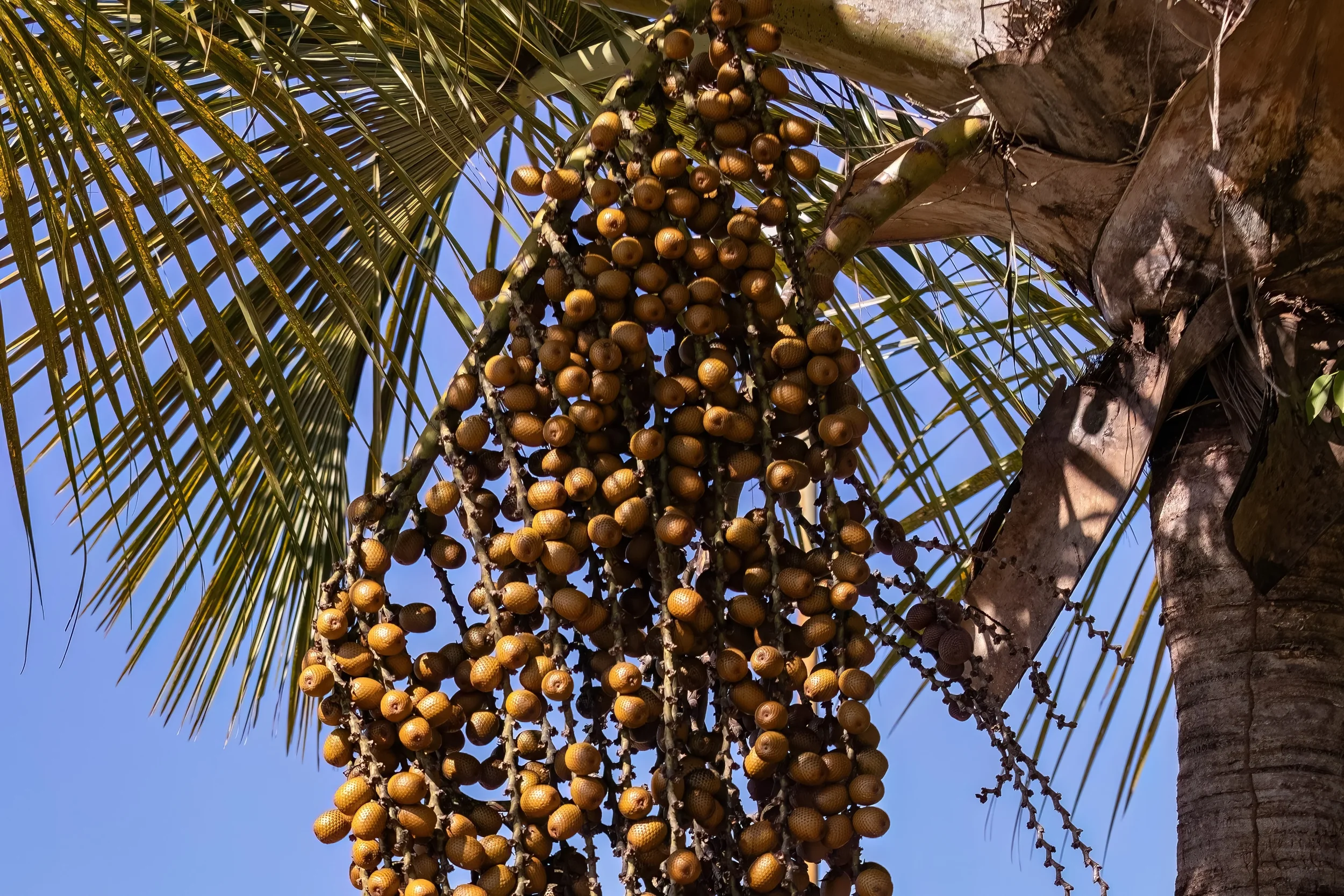 Palm tree with a bunch of dates against a clear blue sky