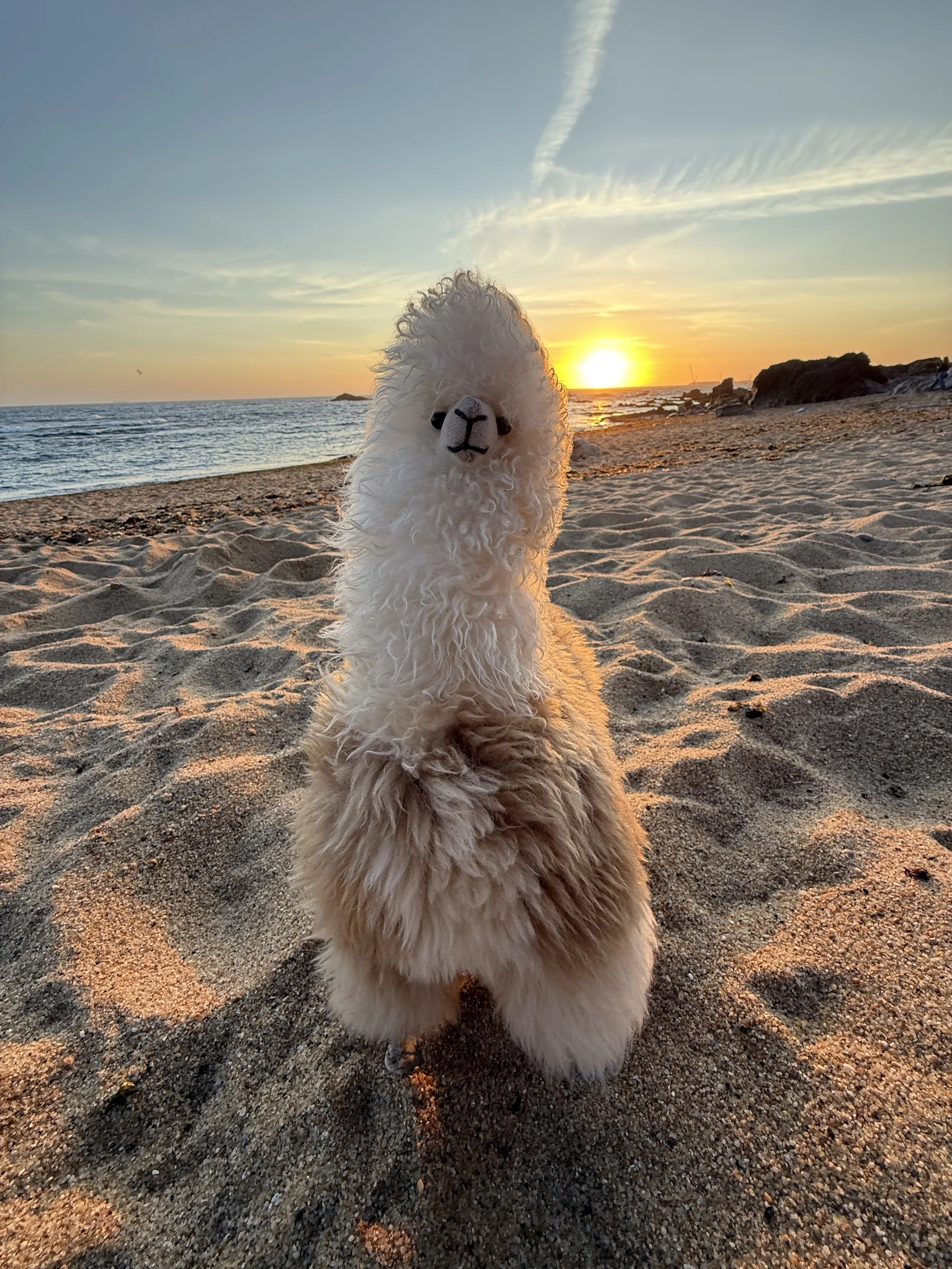 A fluffy white llama plush toy is standing on a sandy beach during sunset with the ocean, rocks, and a colorful sky in the background.