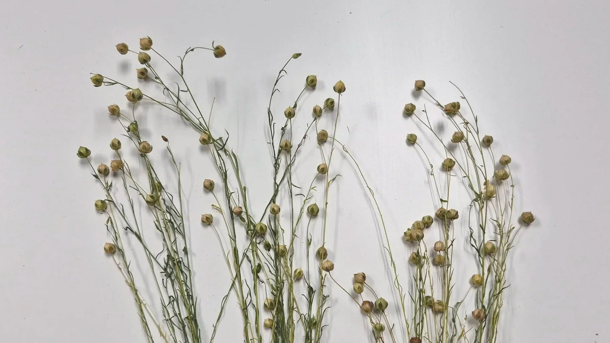 Rangée de petites graines sèches attachées à de minces tiges vertes sur un fond blanc.