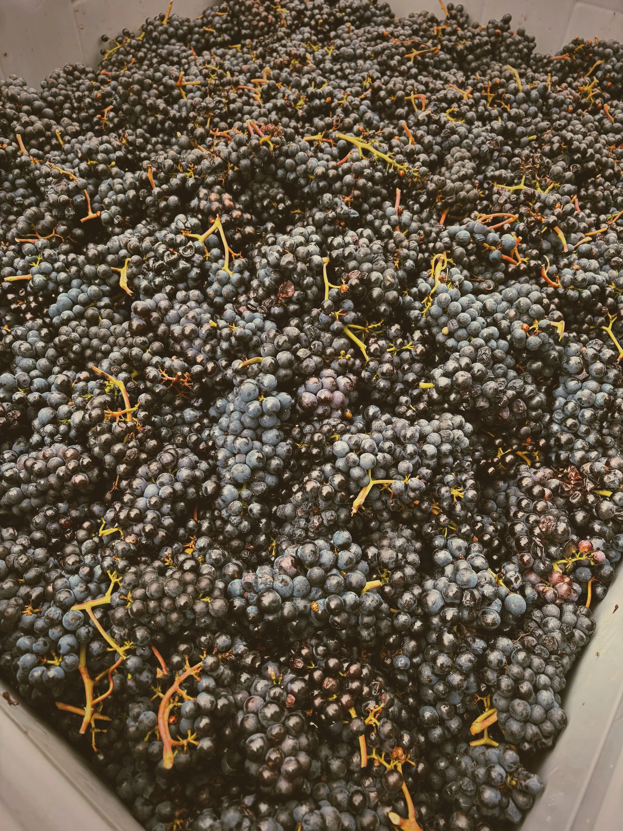 A large container filled with dark purple/black grape bunches.