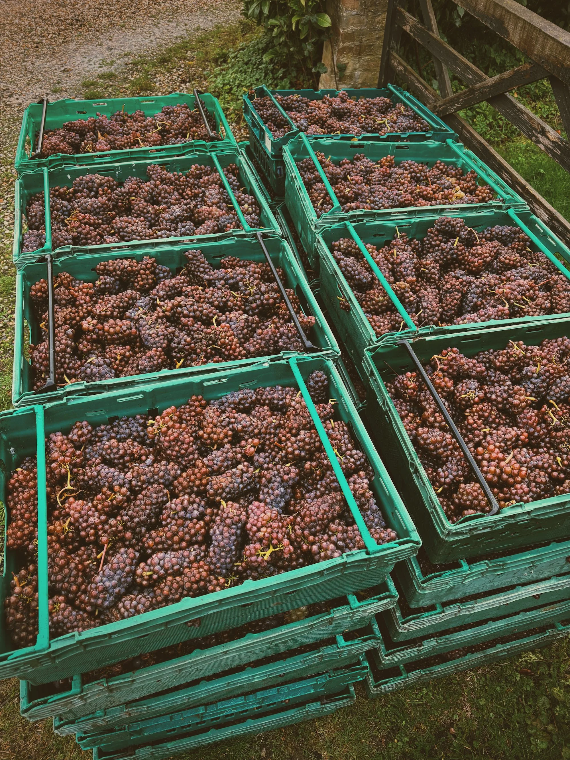 Multiple green plastic crates filled with freshly harvested purple grapes outdoors on the ground.