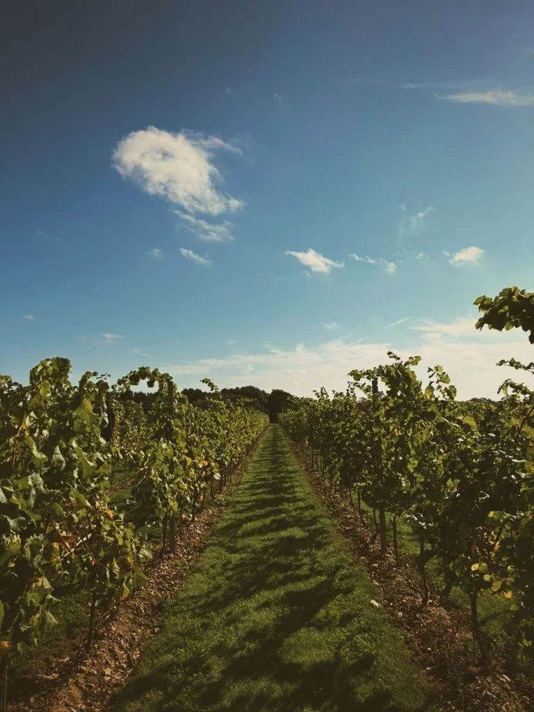 A vineyard with lush green grapevines on either side of a grassy path, under a blue sky with scattered white clouds.