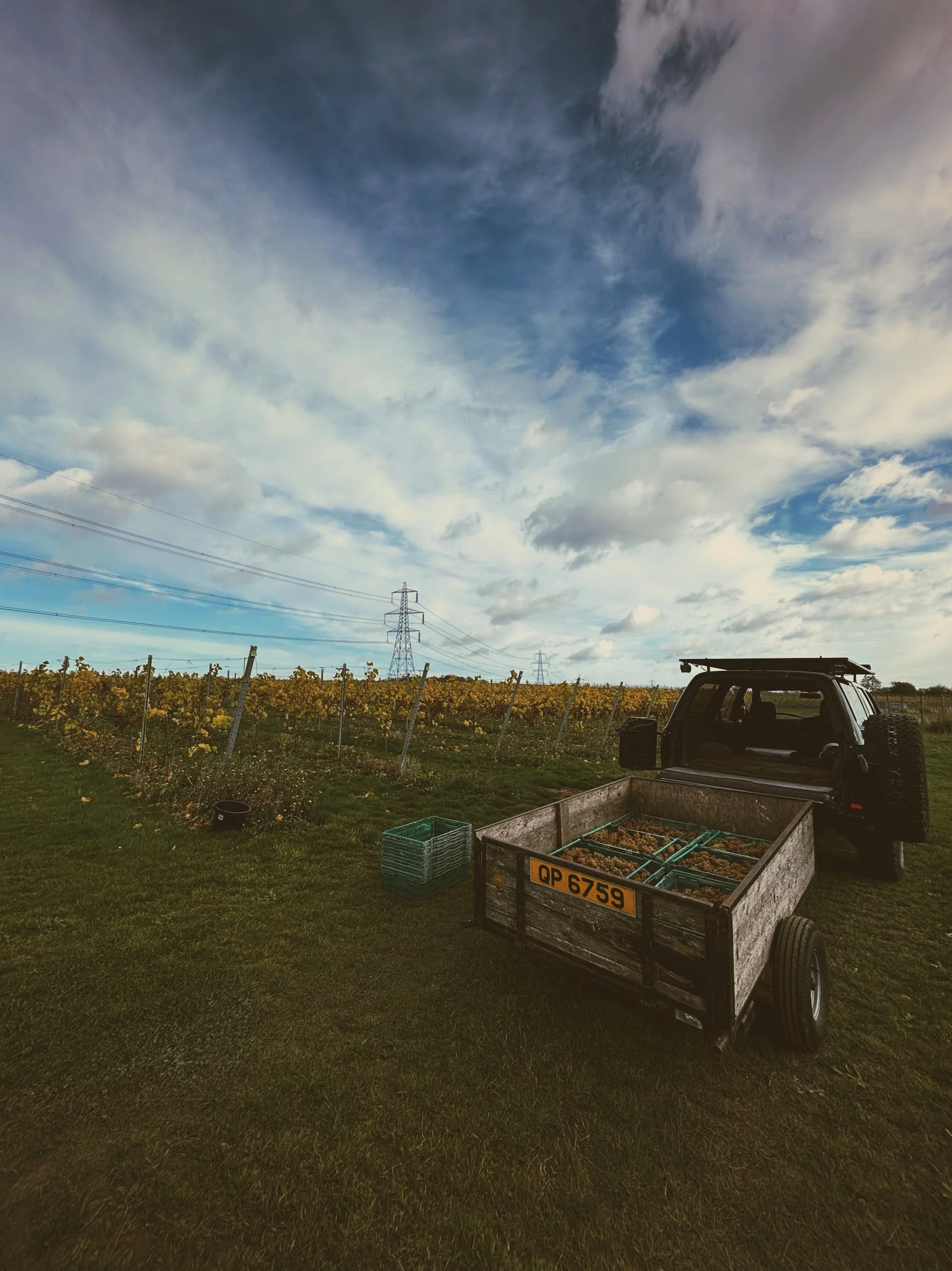 Vineyard with grapevines, a trailer filled with harvested grapes, a vehicle, power lines in the background, and a partly cloudy sky.