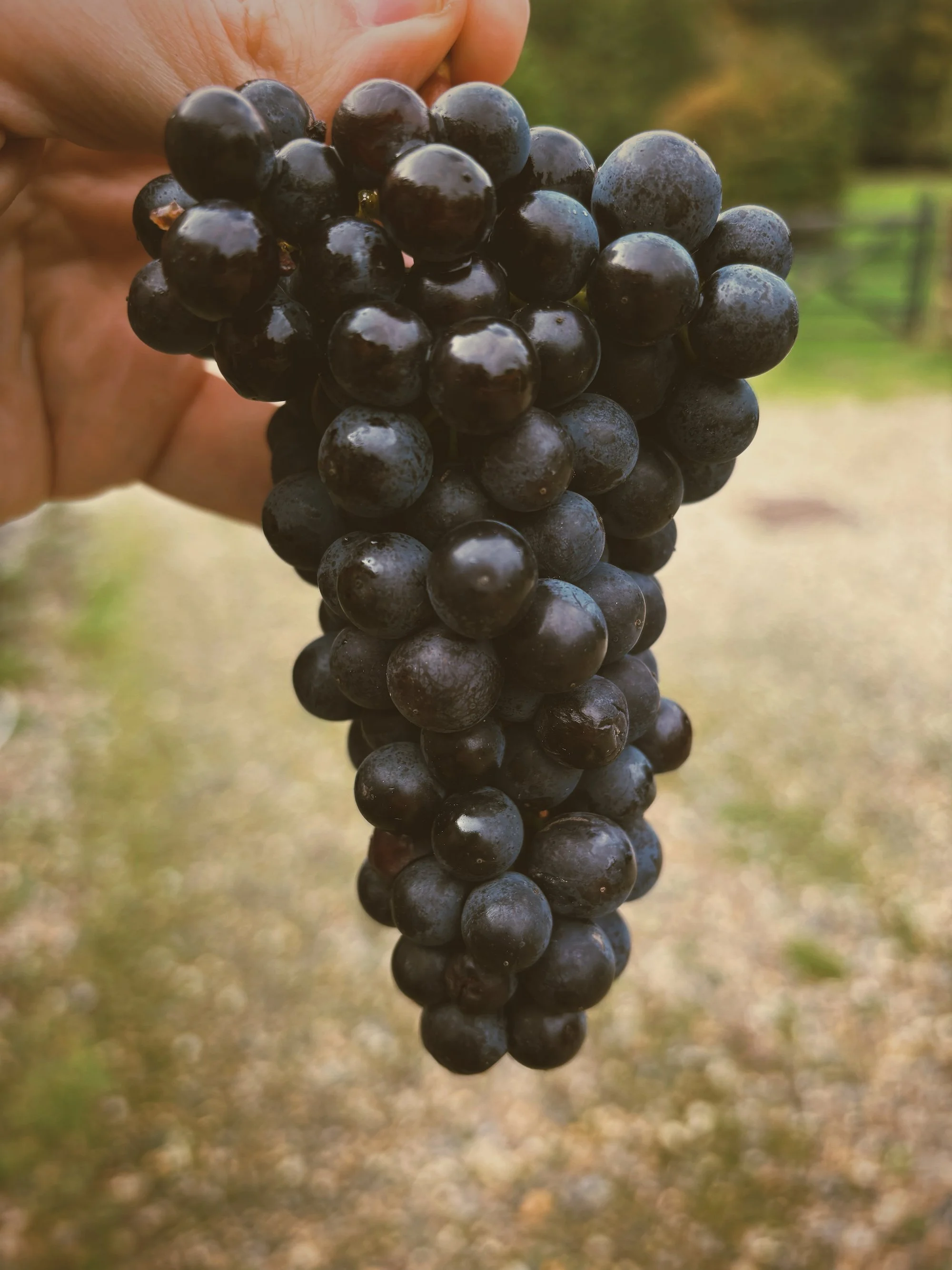 Close-up of a bunch of dark purple grapes being held by a hand outdoors.