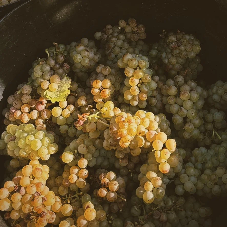 A large bunch of green and purple grapes in a black container.