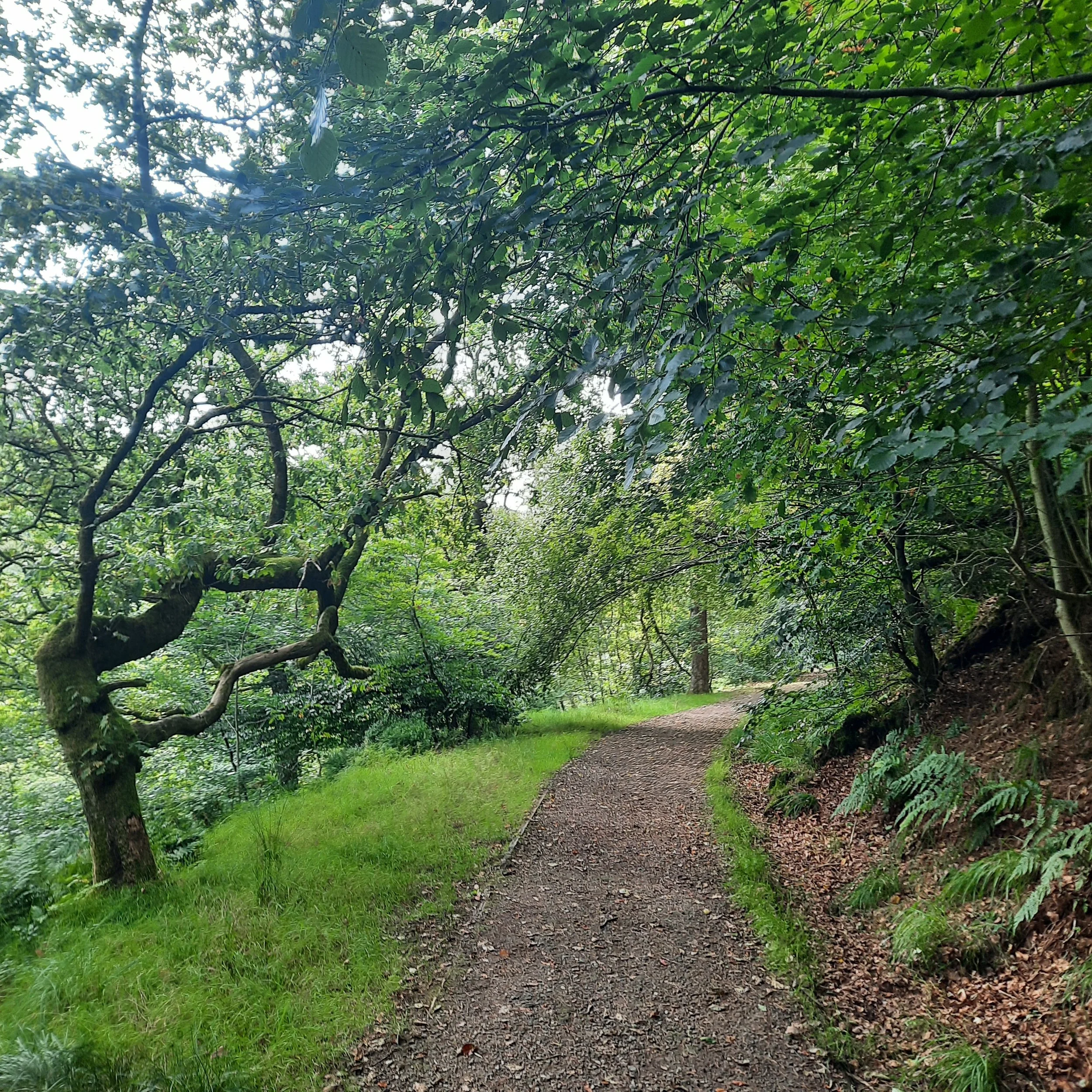 A forest trail with dirt and fallen leaves, surrounded by green trees and foliage, under a canopy of leaves allowing dappled sunlight through.