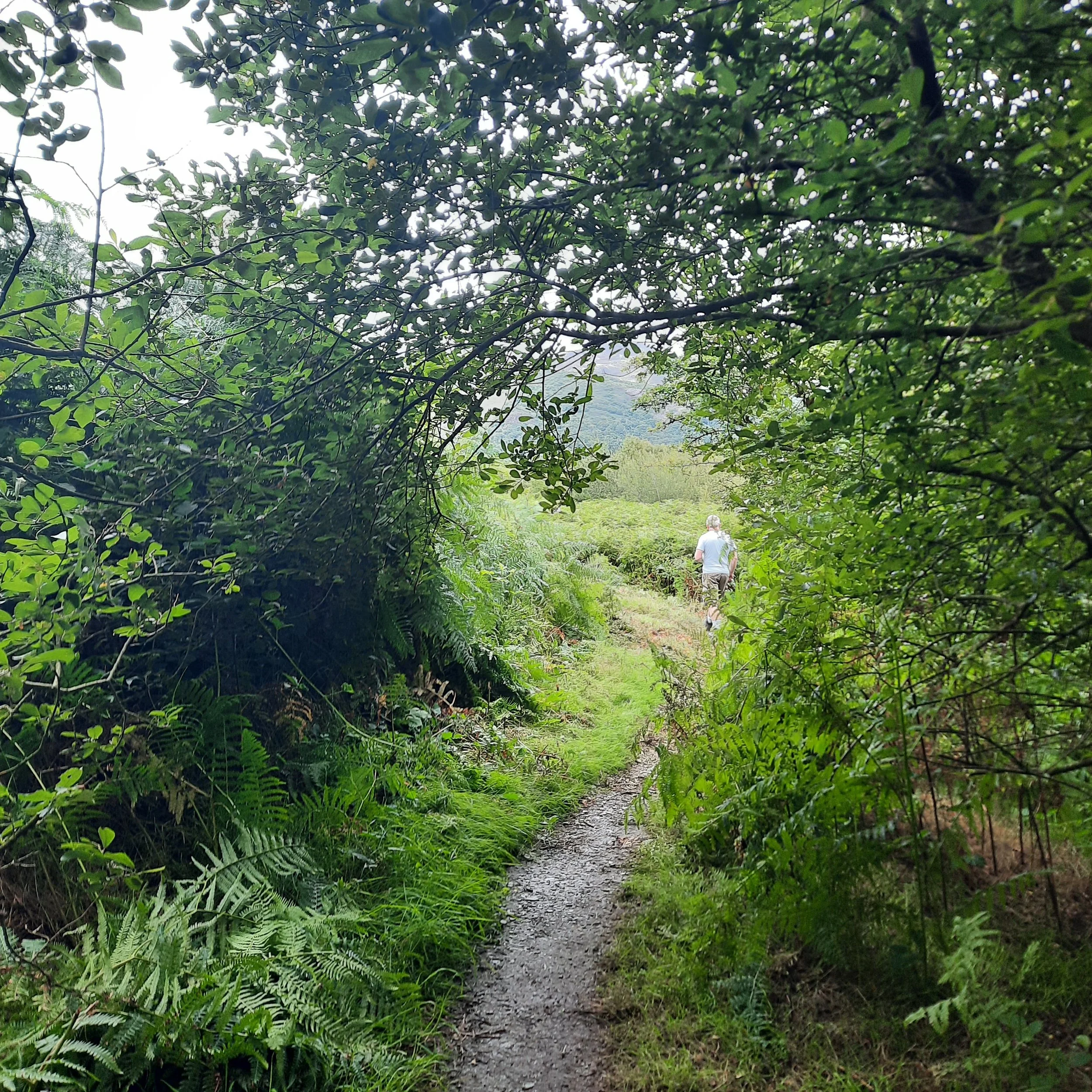 A narrow hiking trail covered with small stones and dirt runs through a lush green forest. Two people, dressed in outdoor clothing, are walking away from the camera along the trail, surrounded by dense foliage and trees.