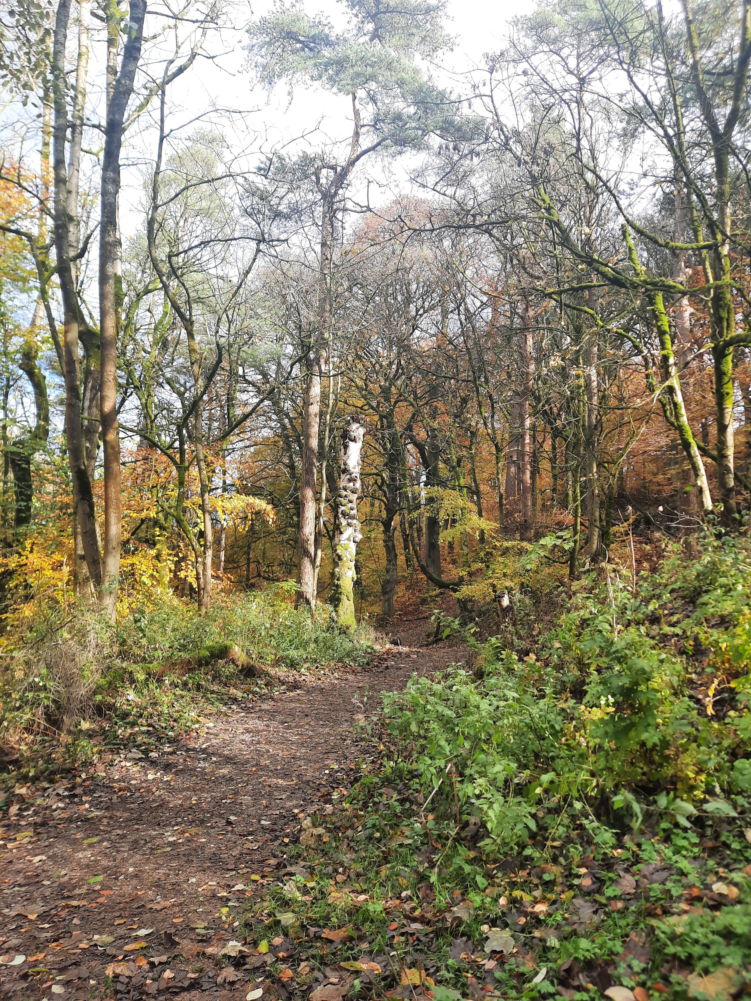 A forest trail surrounded by trees with green and yellow leaves, some fallen leaves along the ground, and a dirt path leading into the woods.