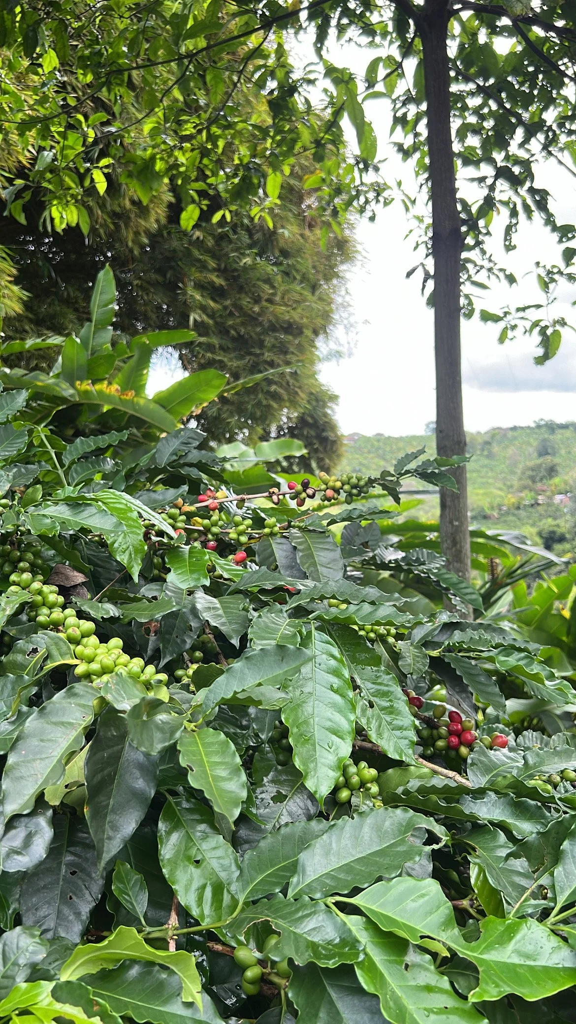 Green coffee cherries on a coffee plant, with lush green leaves and a forested background.