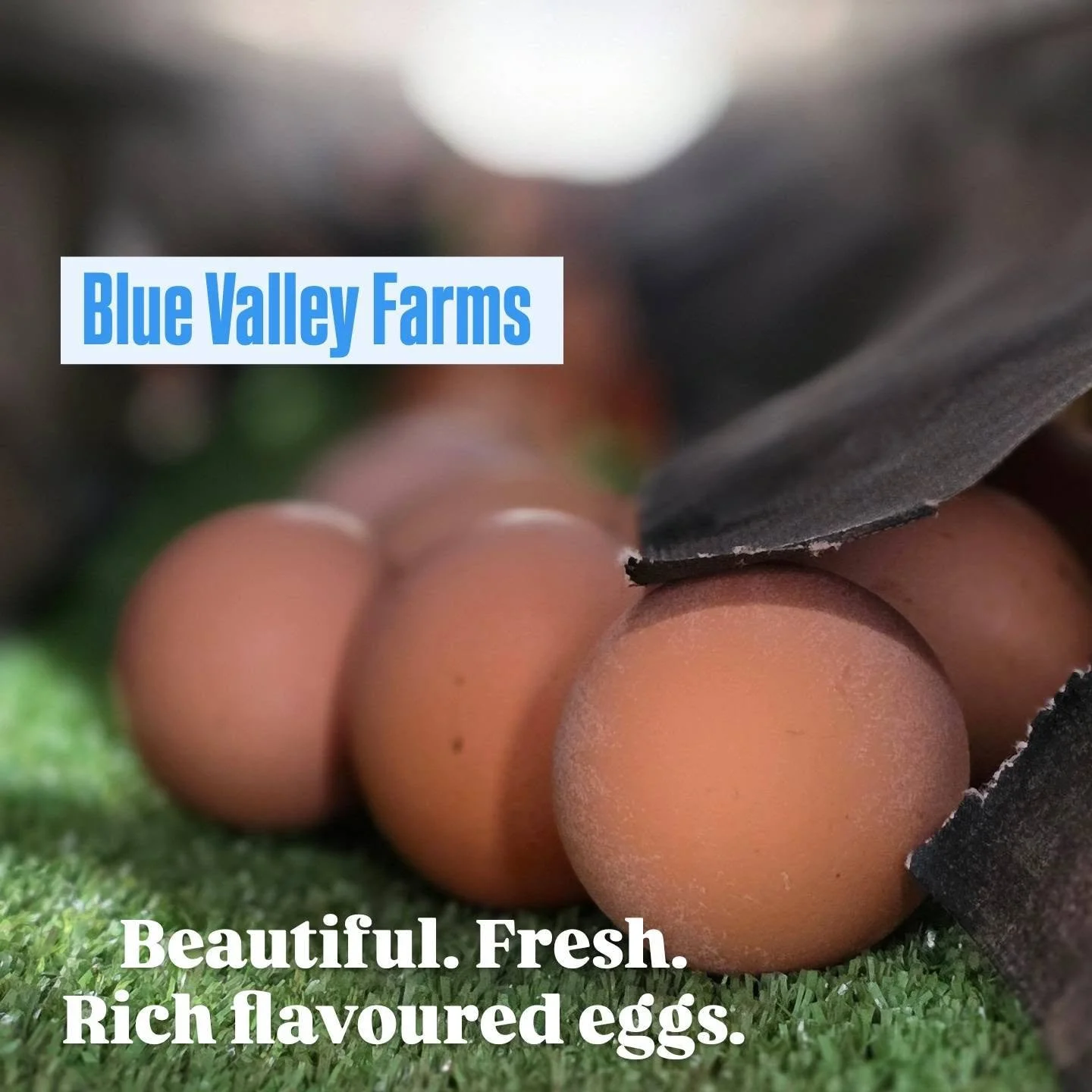 Chicken Eggs - 600g Size