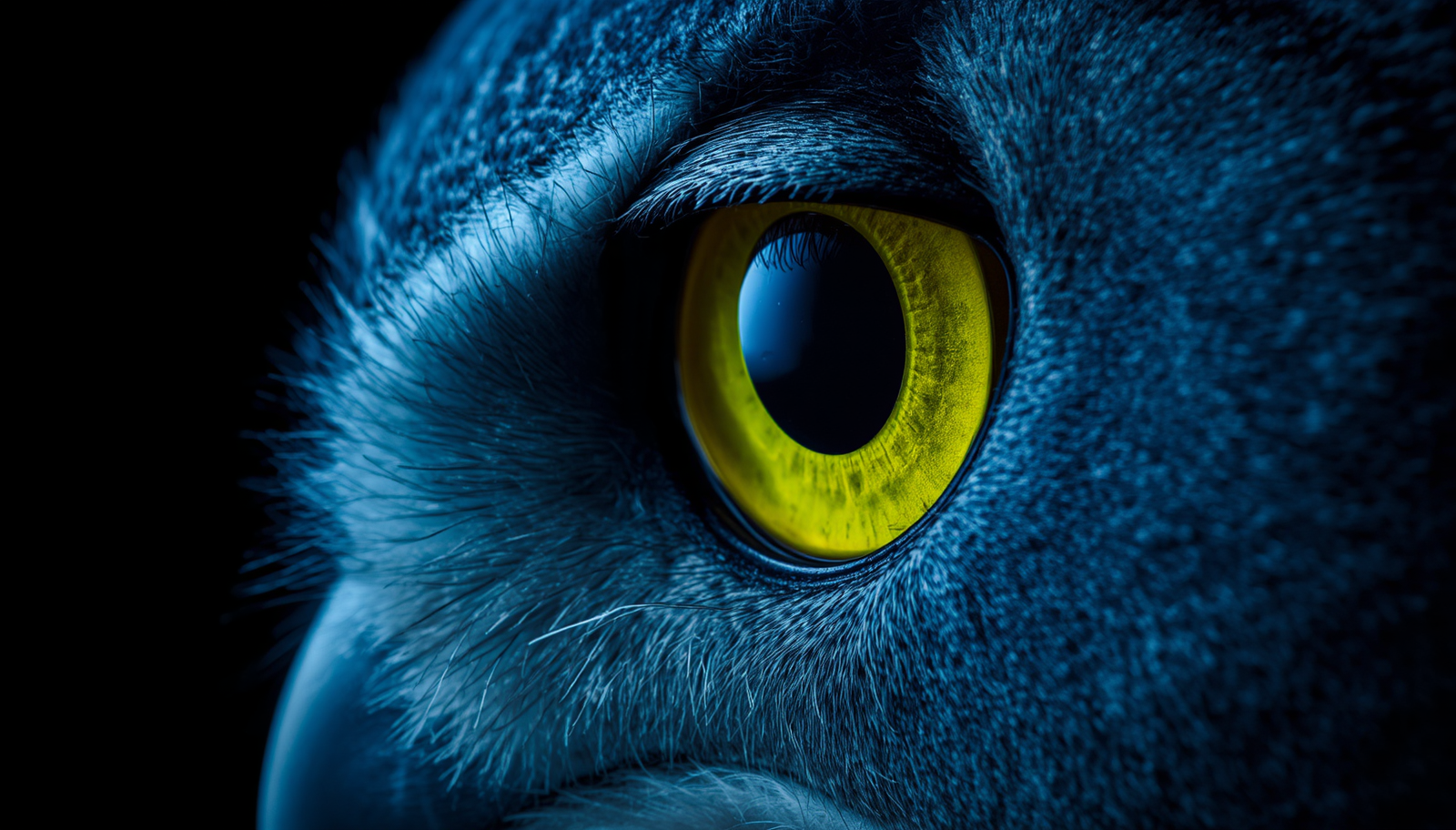 owl-eye