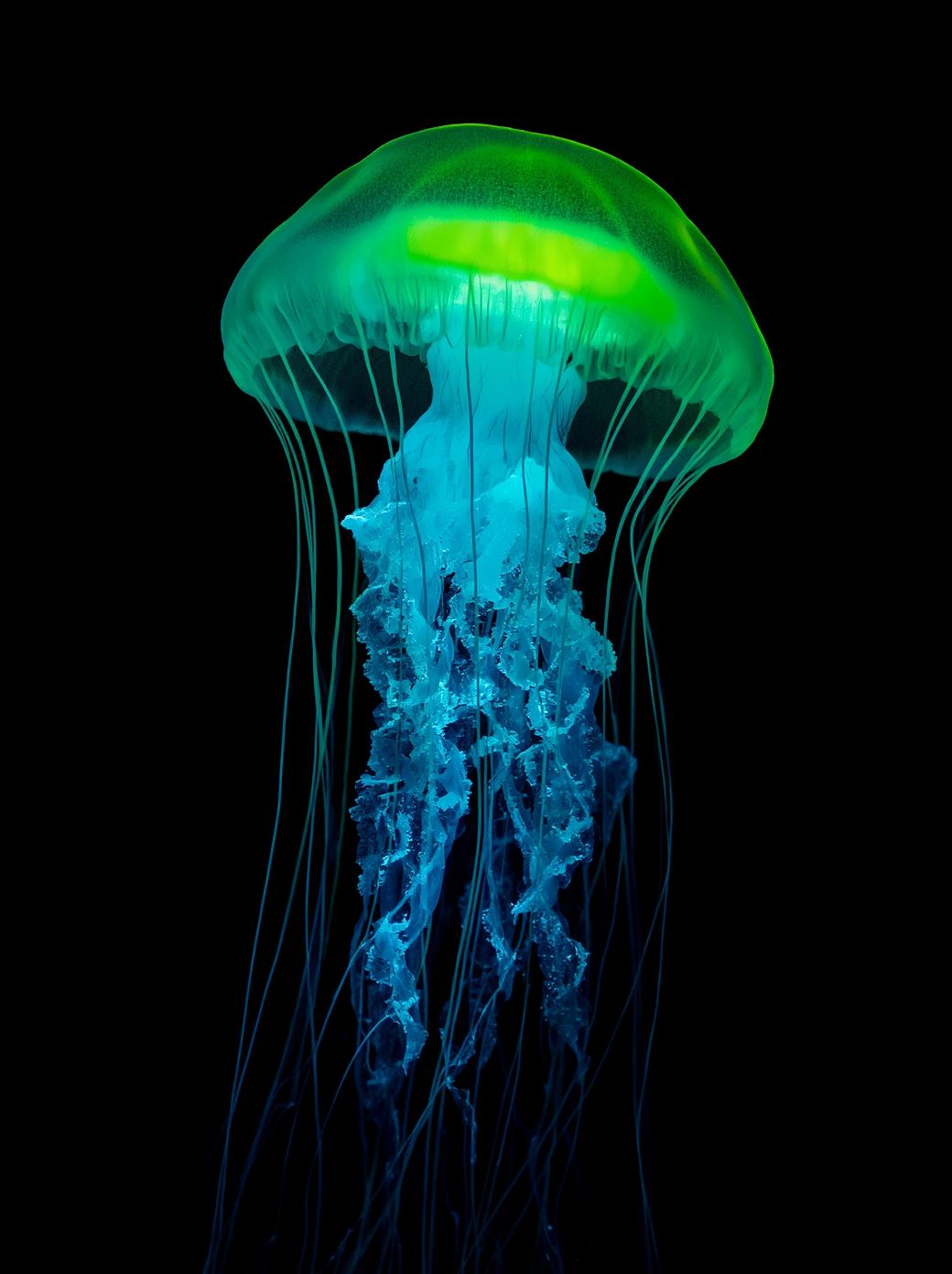 A bioluminescent jellyfish glowing with green, blue, and yellow colors against a black background.