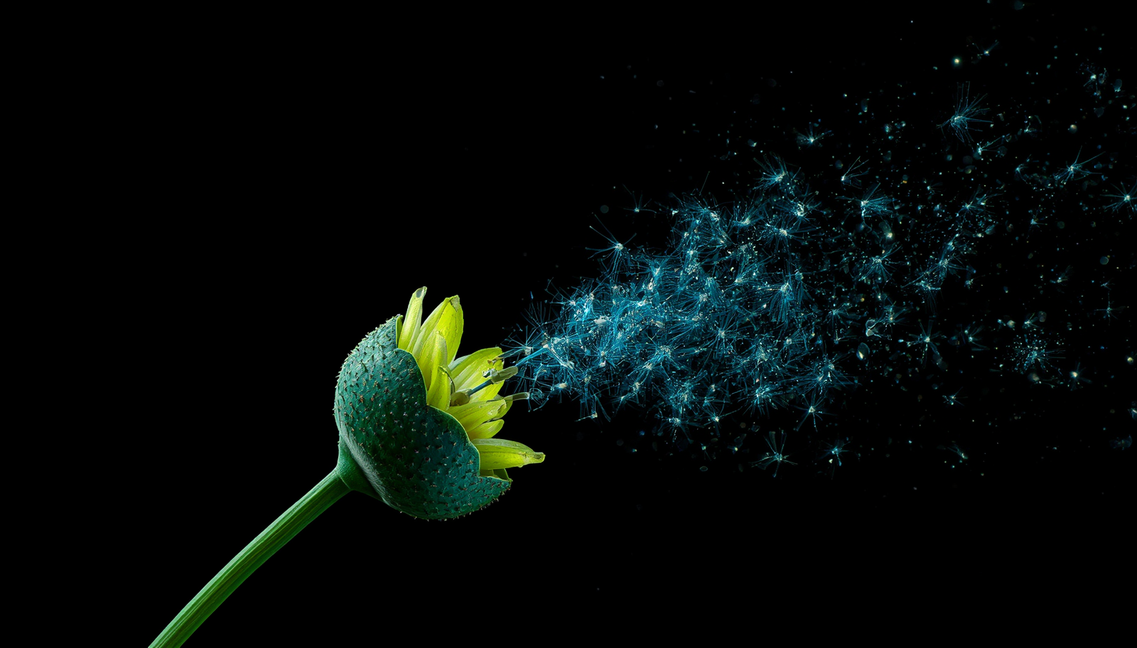flower seeds in the wind