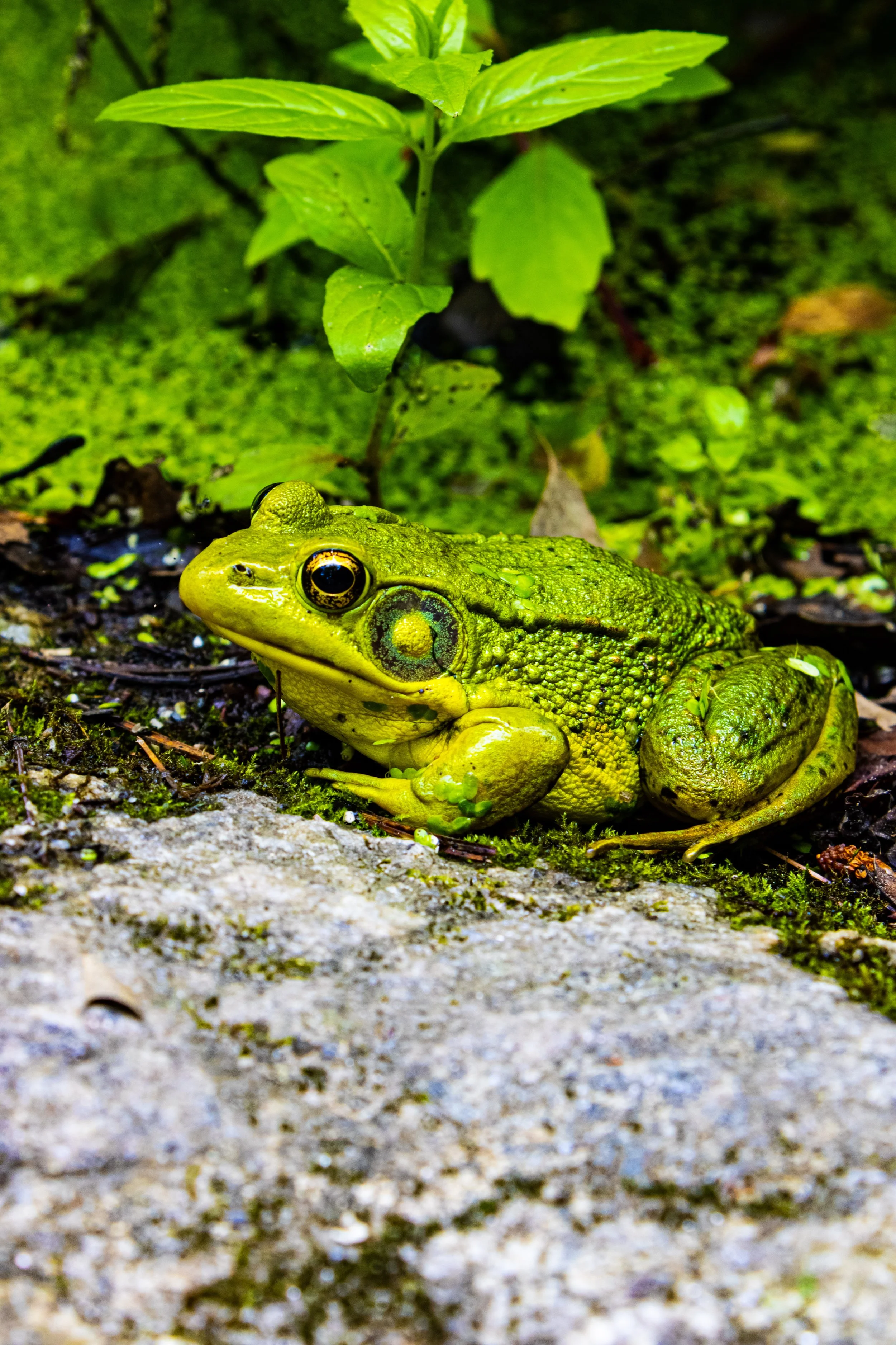 _MG_0531.jpg