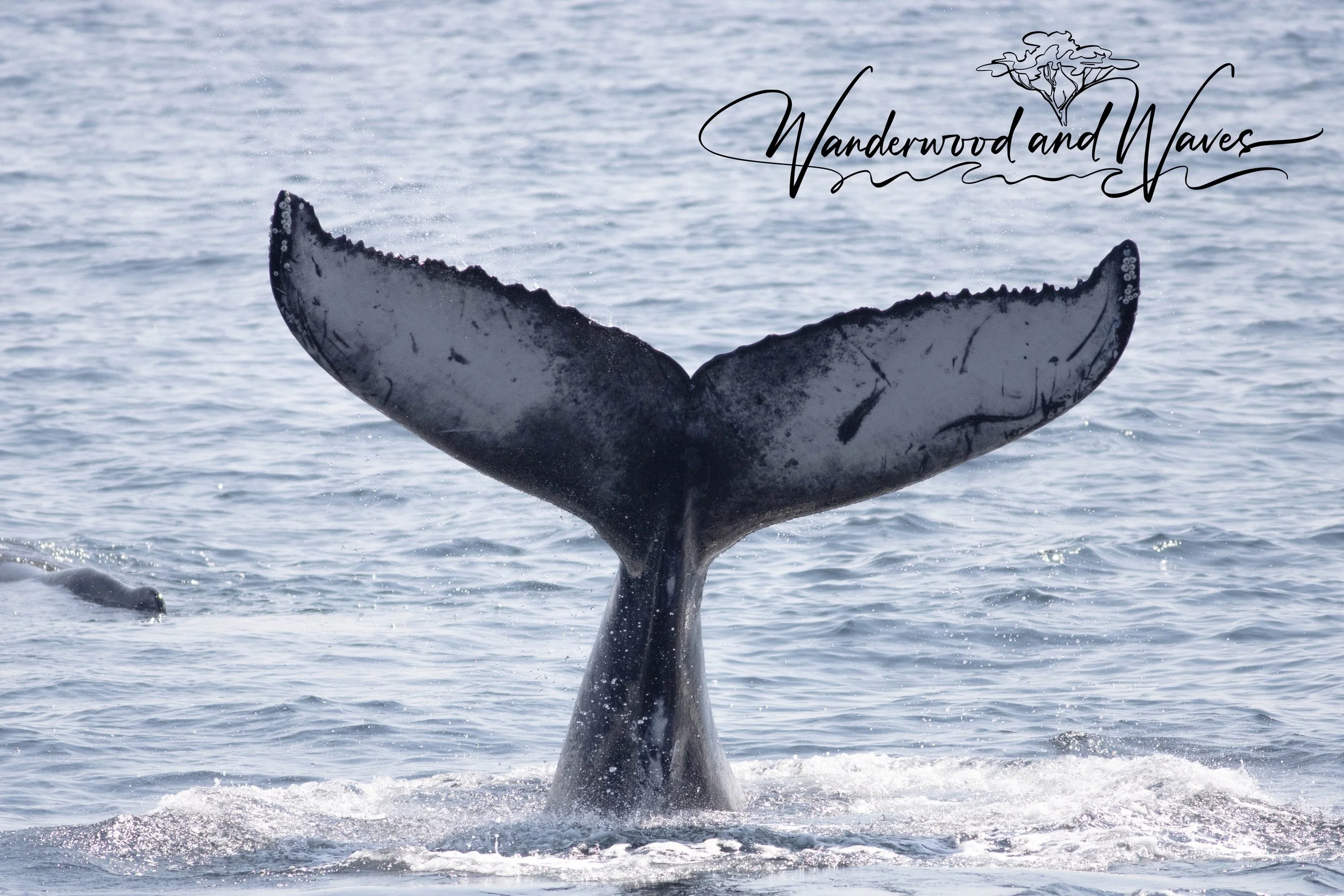 Whalewatching in the Gulf of Maine