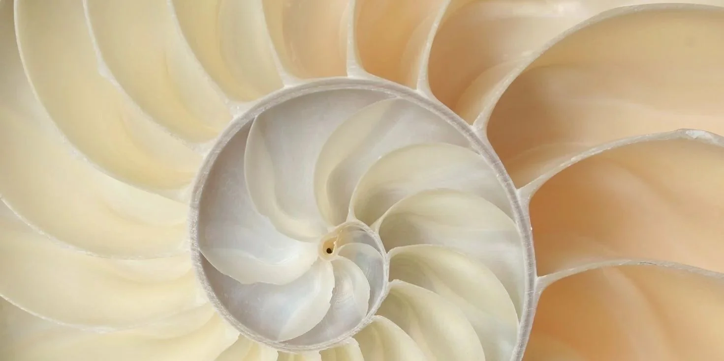 Close-up of a white seashell with a spiral pattern, showing the internal chambers.