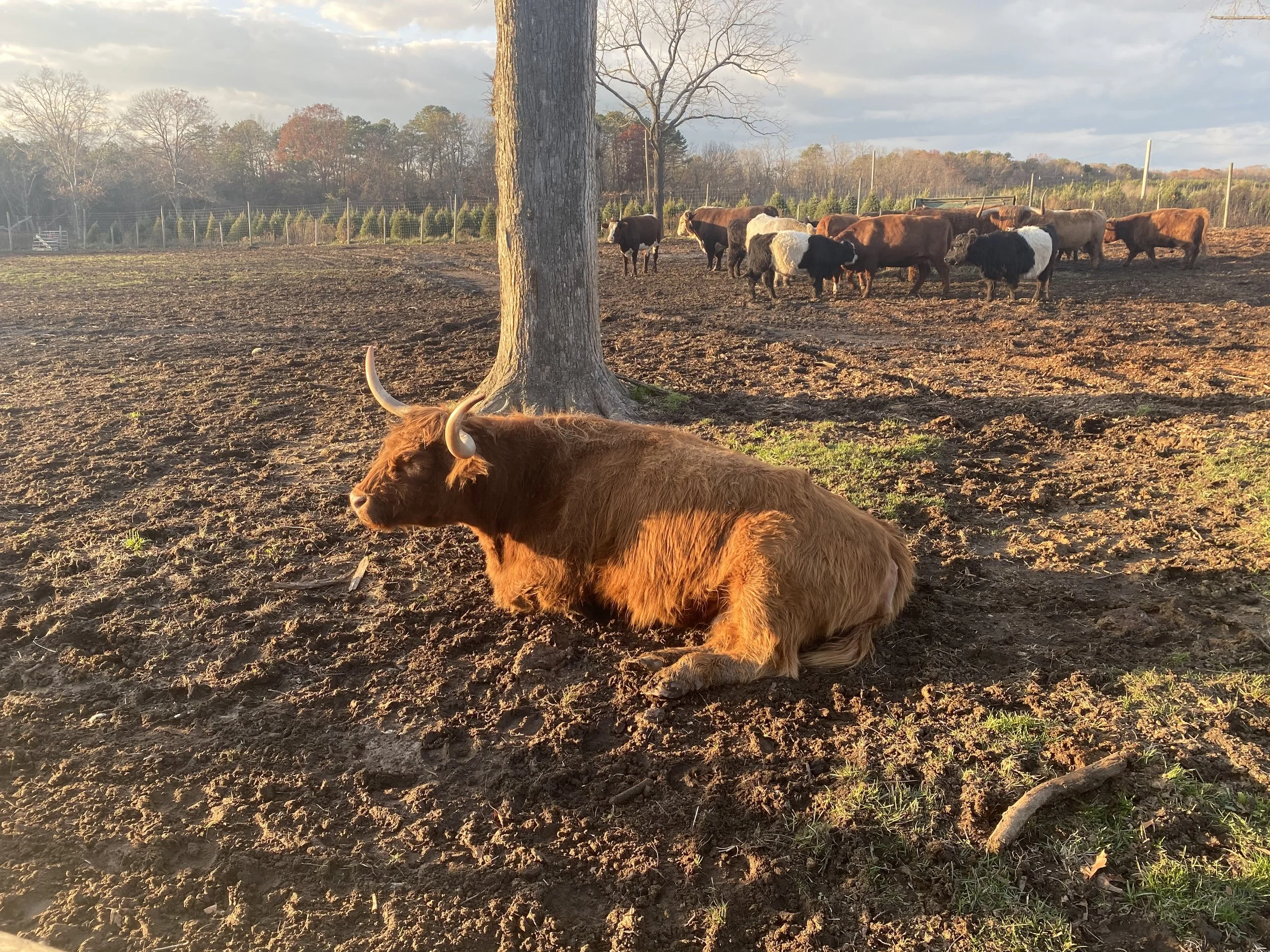 A lone bull enjoying golden hour apart from the herd. Does he look bothered? No. 