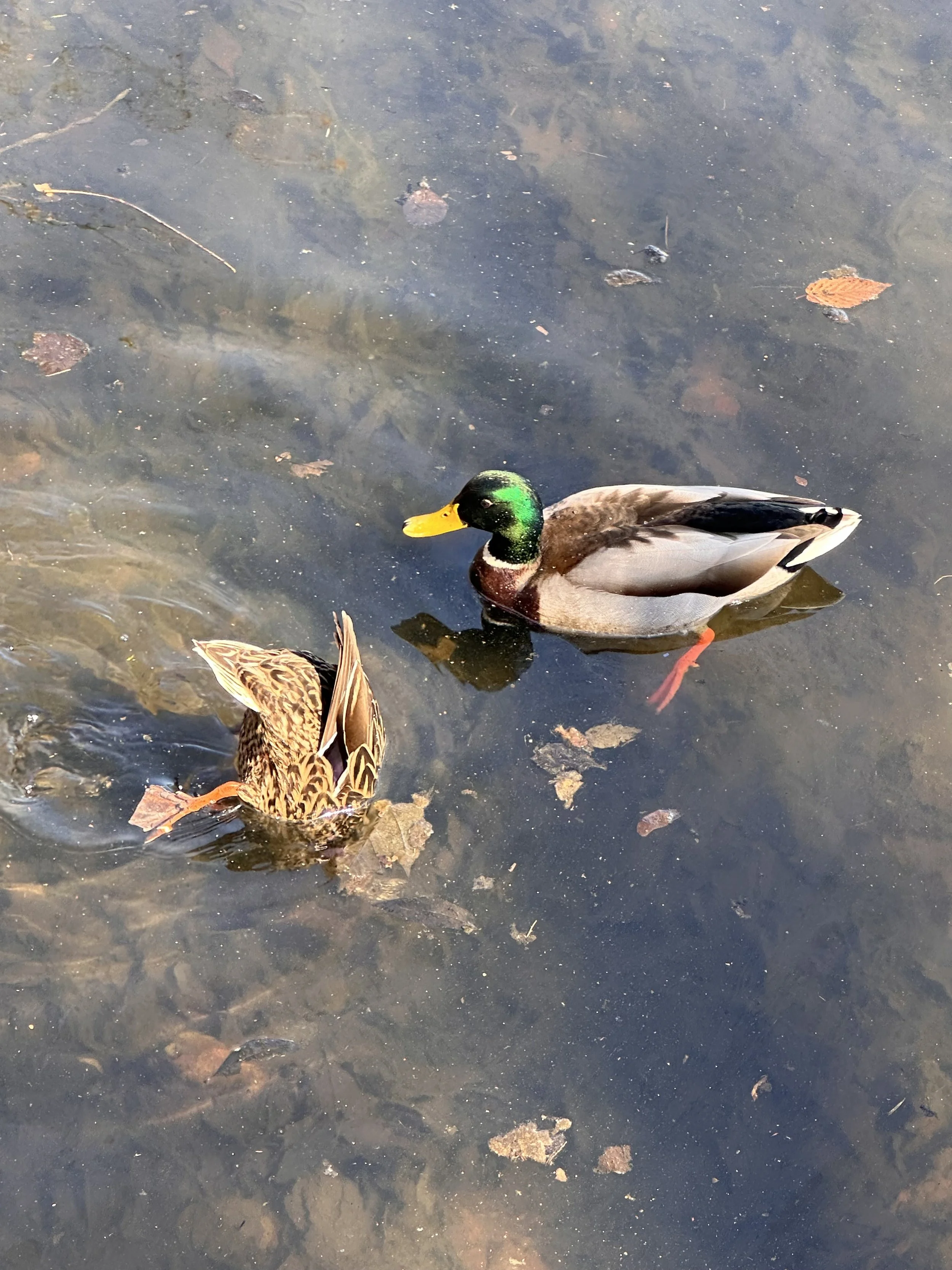 A mallard couple in their prime. Fun fact: mallards are covered in a natural oil coating that makes them essentially waterproof. 
