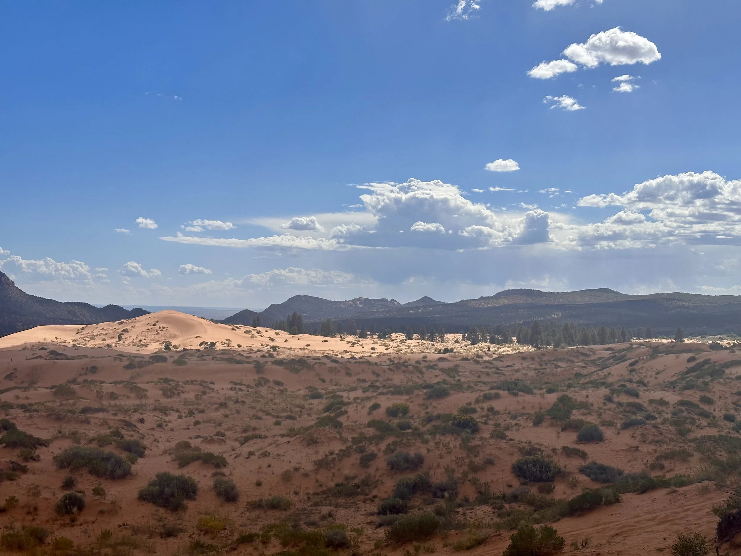 Coral Pink Sand Dunes State Park, Utah. 