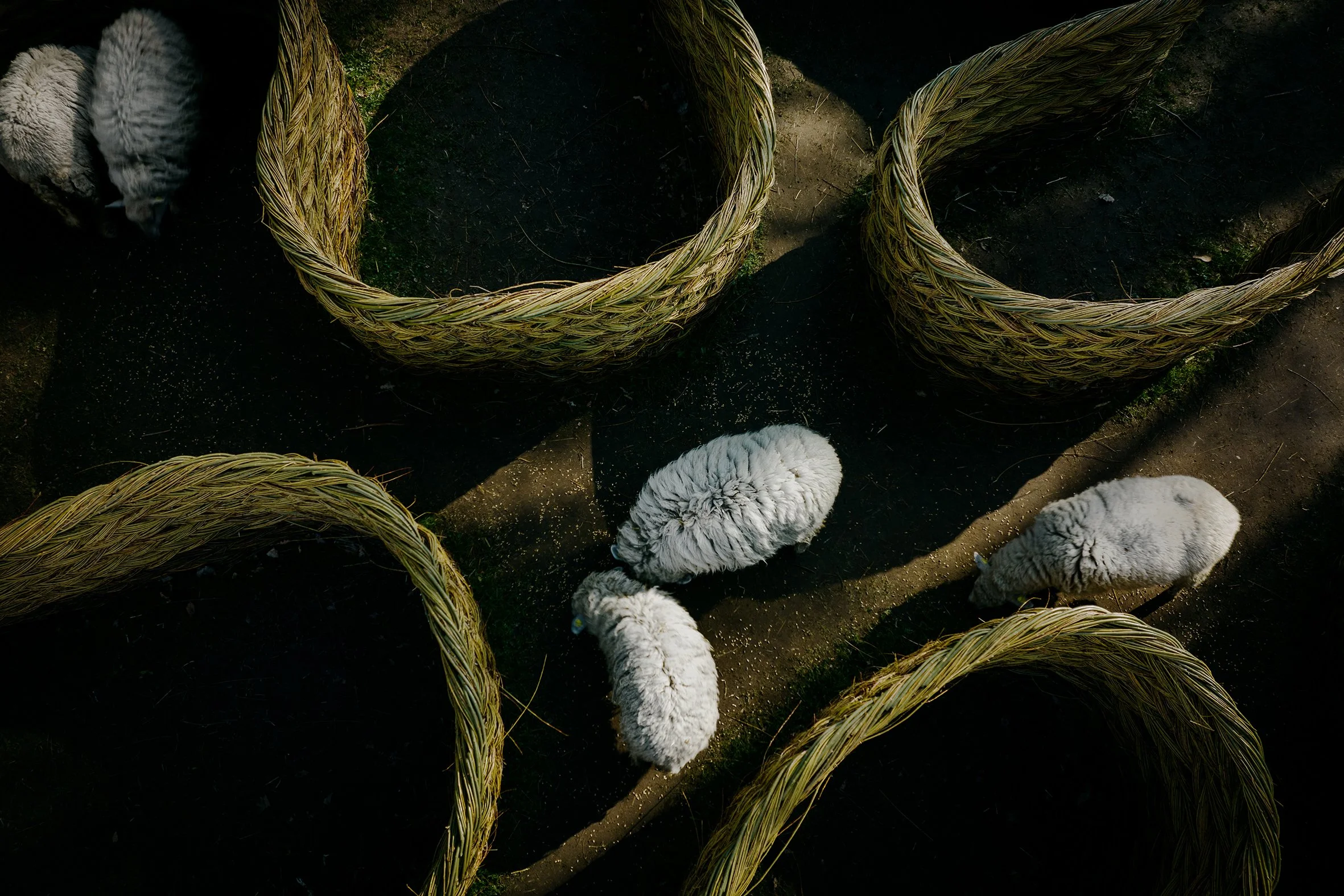 Frilandsmuseet_SheepSelection-8.jpg