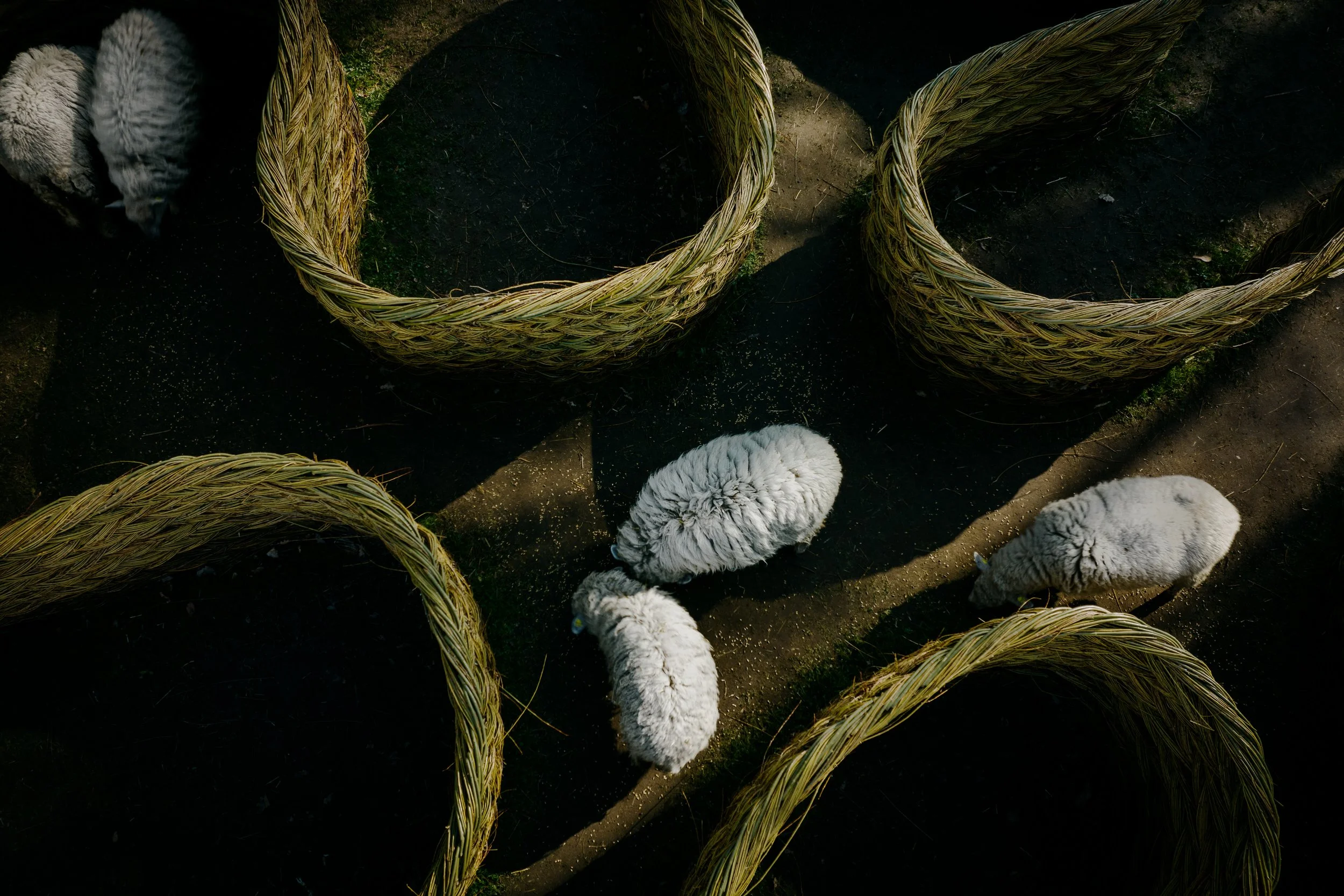 Frilandsmuseet_SheepSelection-8.jpg