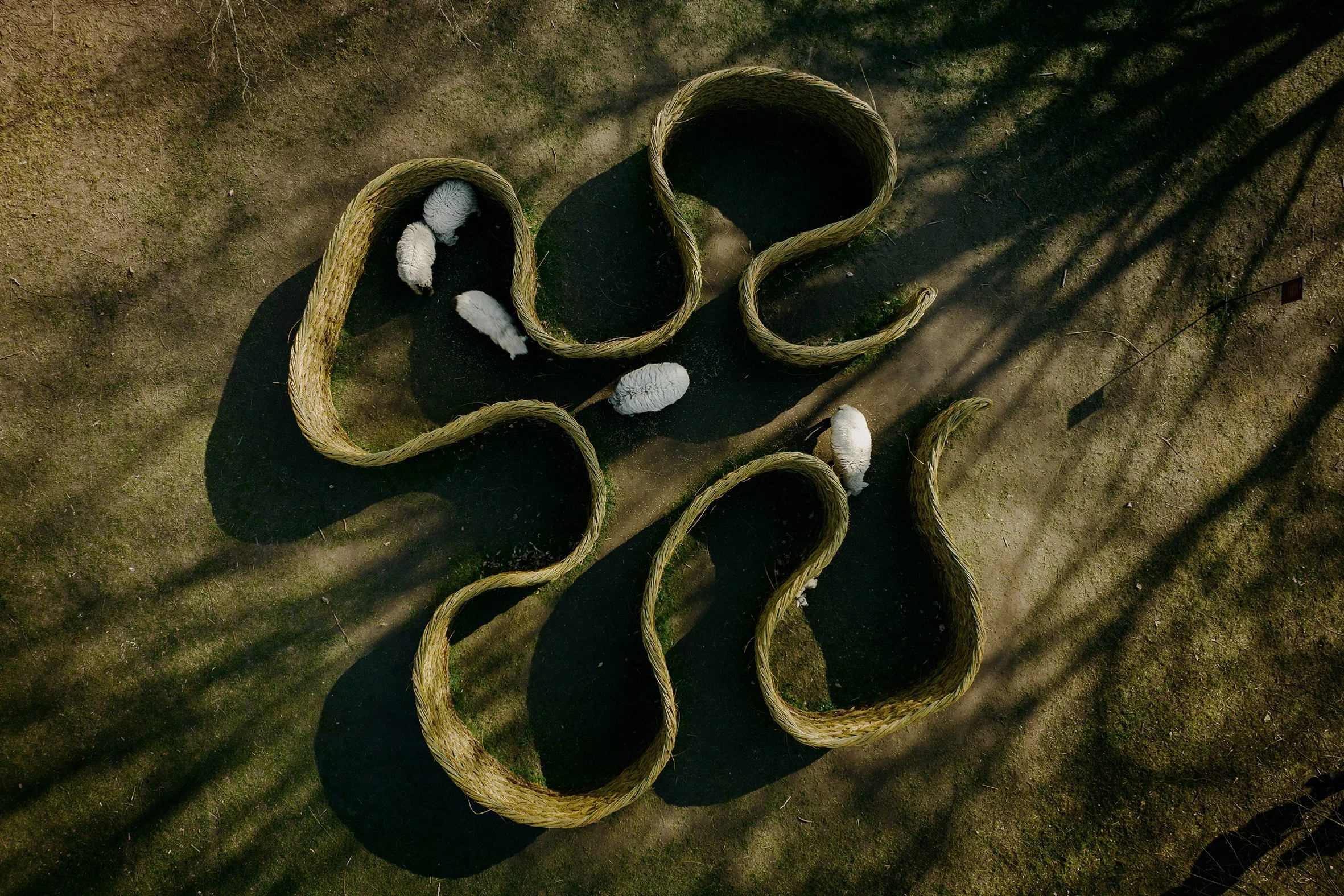 Frilandsmuseet_SheepSelection-7.jpg