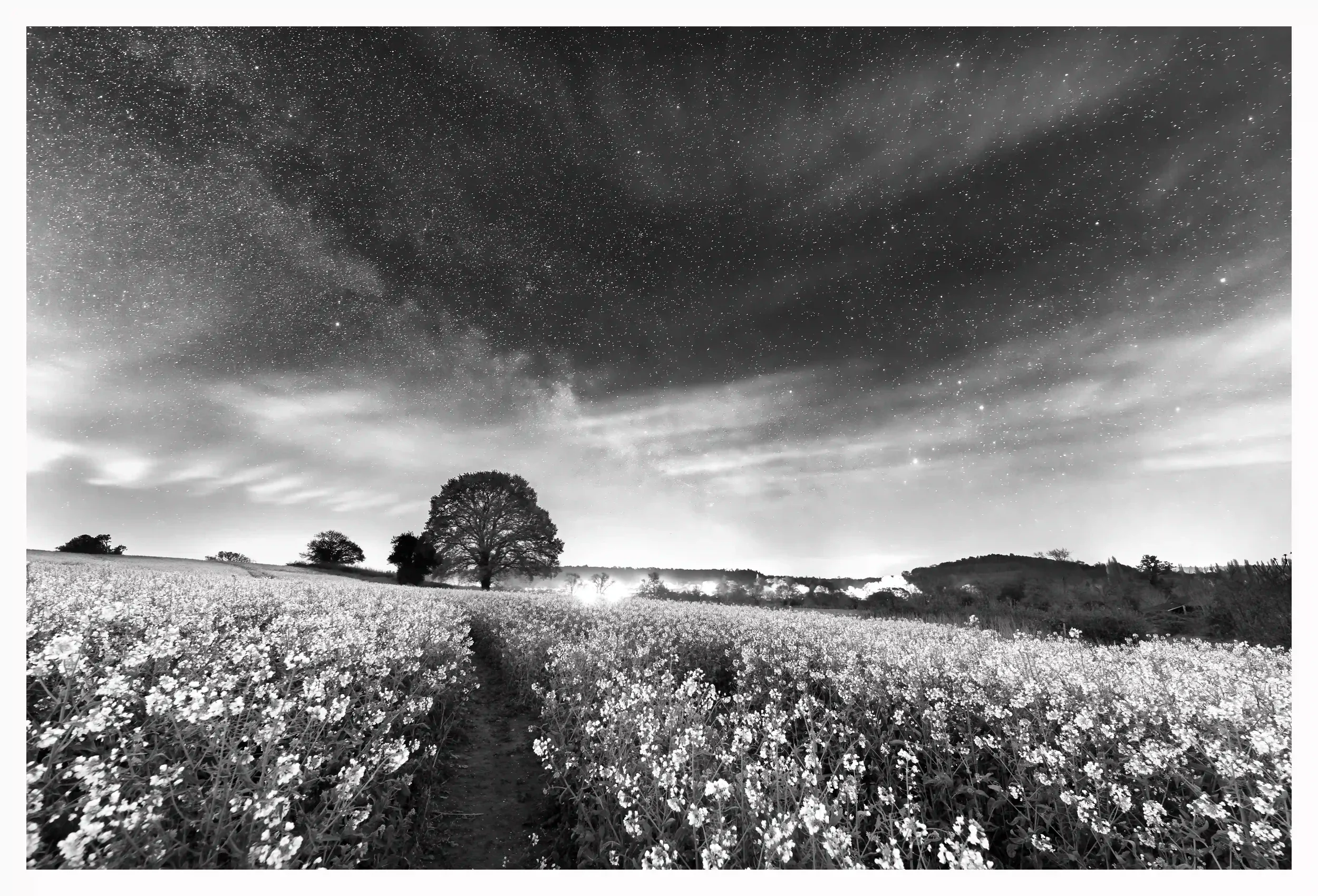YELLOW FIELD UNDER STARS B&W
