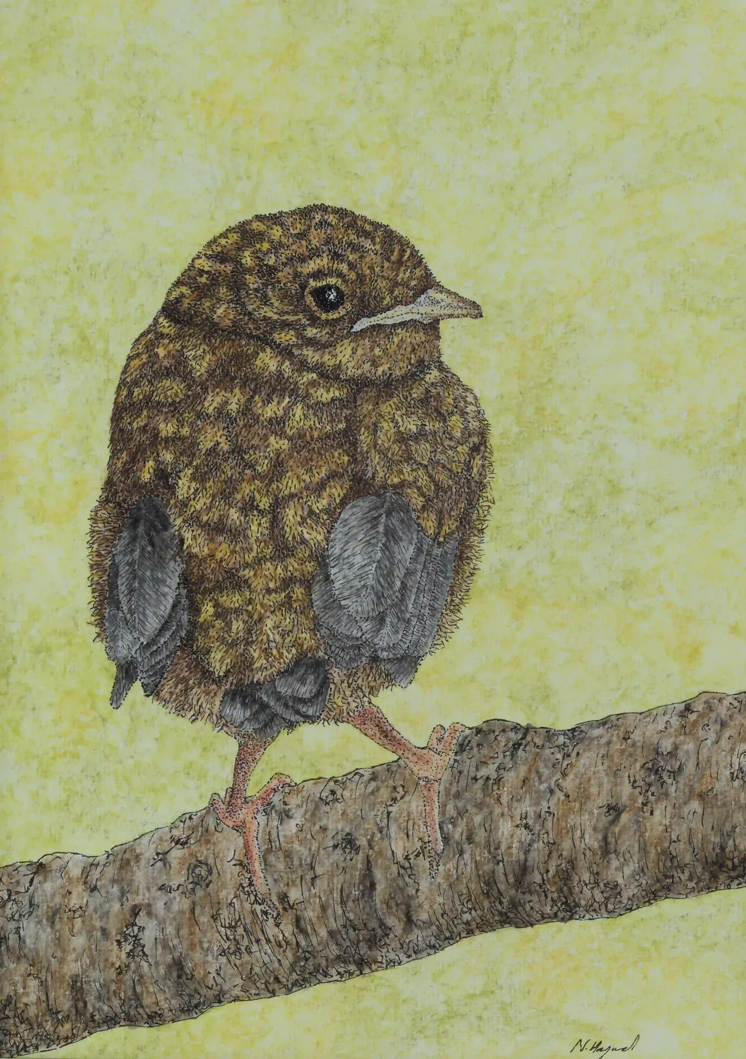 YOUNG ROBIN; A gorgeous young robin still showing feathers, wings and tail that have not yet fully grown yet still perched bravely on a branch to let his welcoming presence known to me. Wonderful to see. Inspired by own photo. Fine line pen on A4 wat
