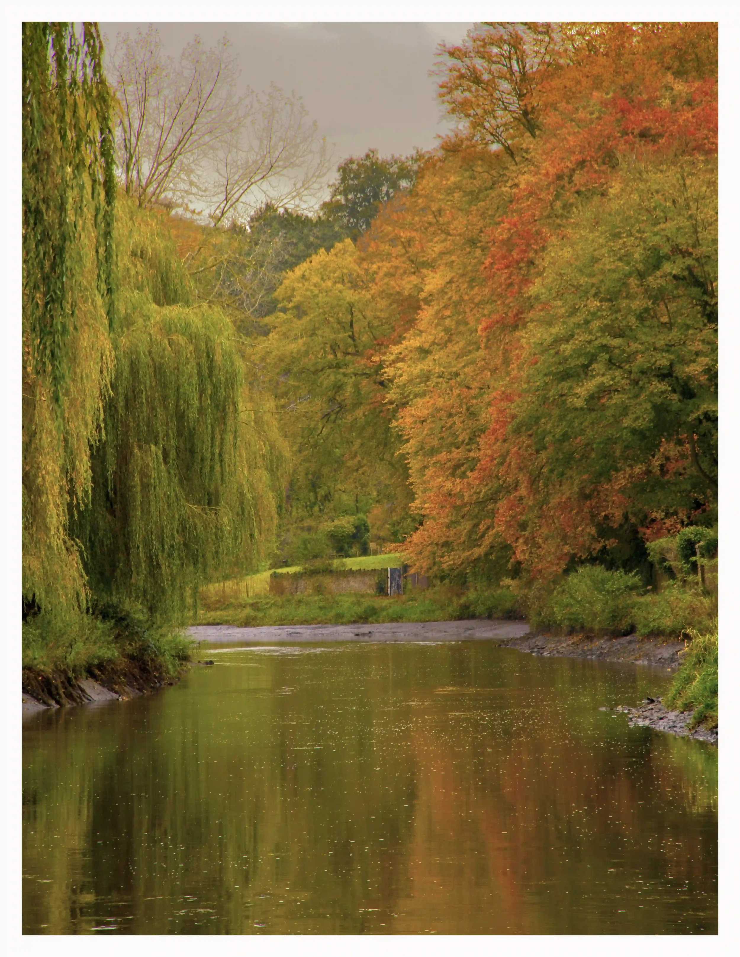 AUTUMNAL RIVER WEY
River Wey, Guildford, Surrey, UK. 
Despite a day of grey clouds and rain these beautiful soft and warming autumnal colours along the banks of the River Wey close to home truly caught my eye in such a soothing way. 
