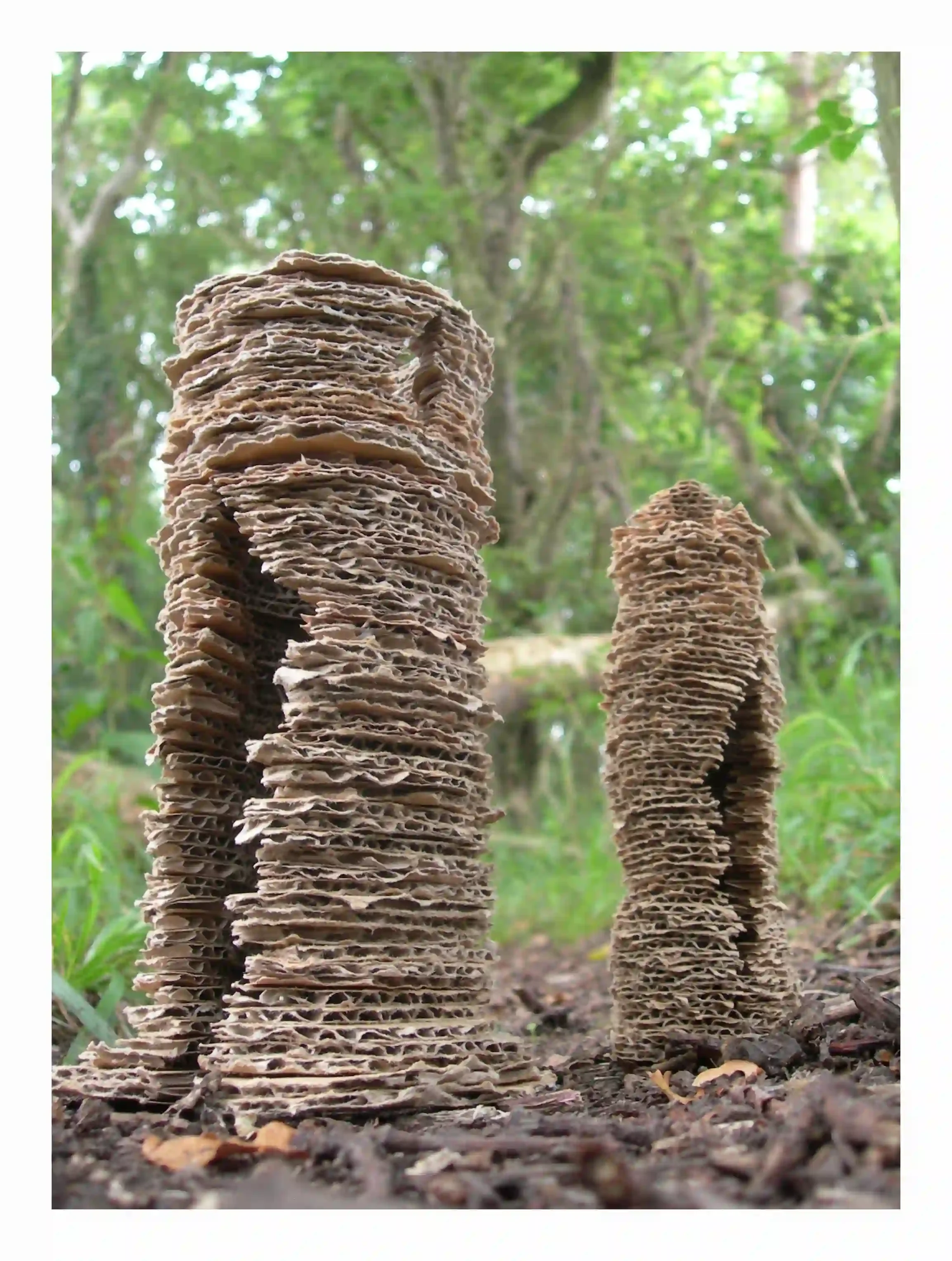 2 card trees...
Card is a material that uses trees; so, I explored the idea of breaking the card down and trying to create a form that shared a link with the natural material it comes from. Taken back out and photographed in the environment it origin