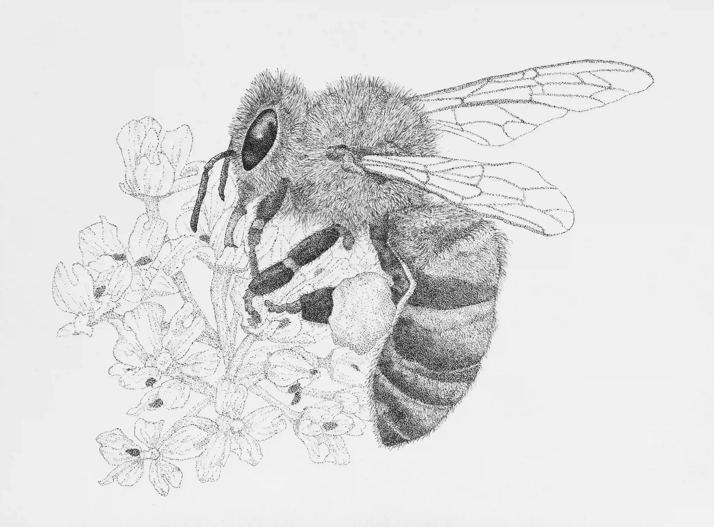 HONEY BEE#2; By zooming in on my photo I was able to admire the fine details on this beautiful honey bee. They are so important in nature, yet they can also be so fragile too. Fine Line pens, Original on A4 watercolour paper. 