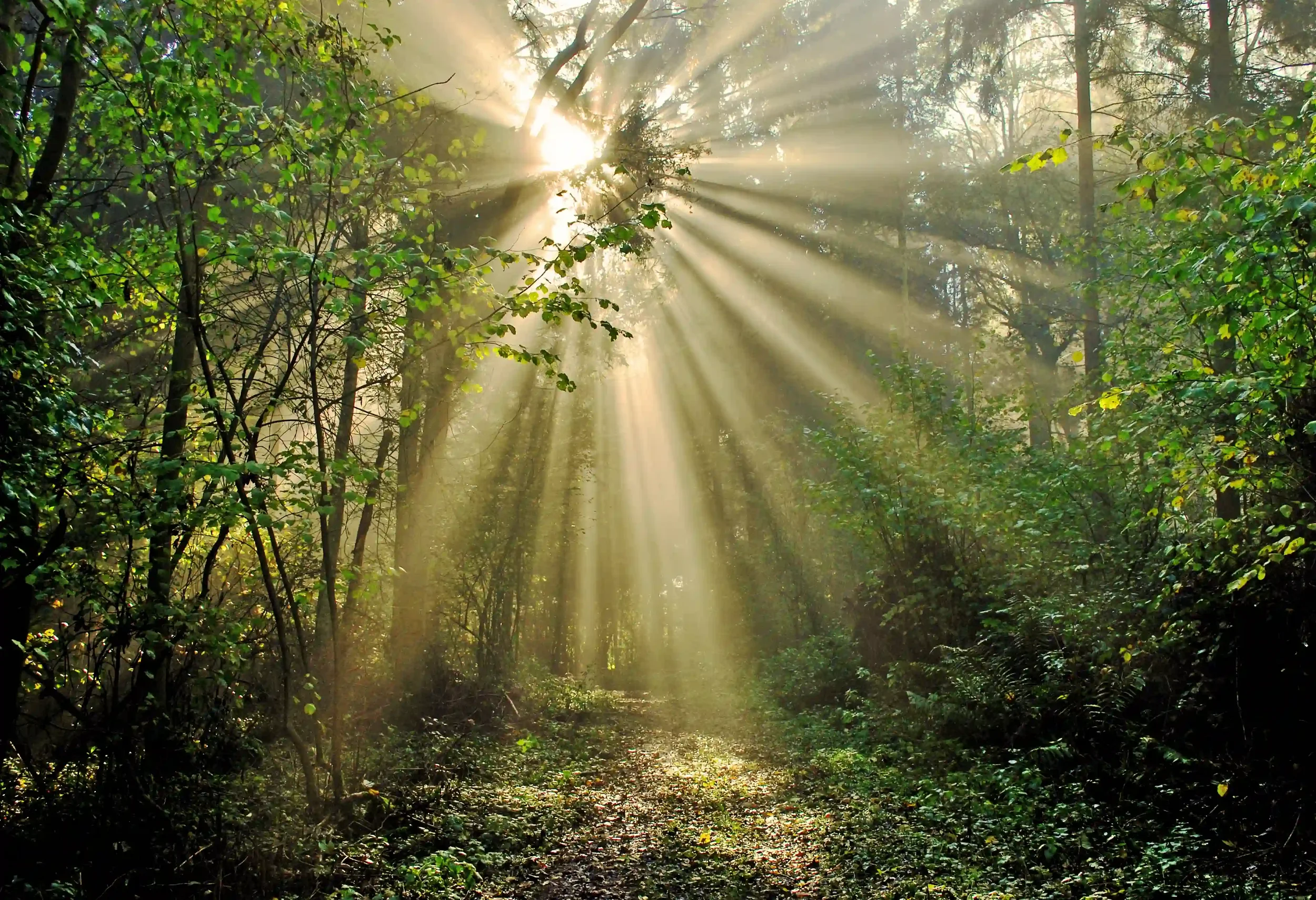 Trees and Woodlands