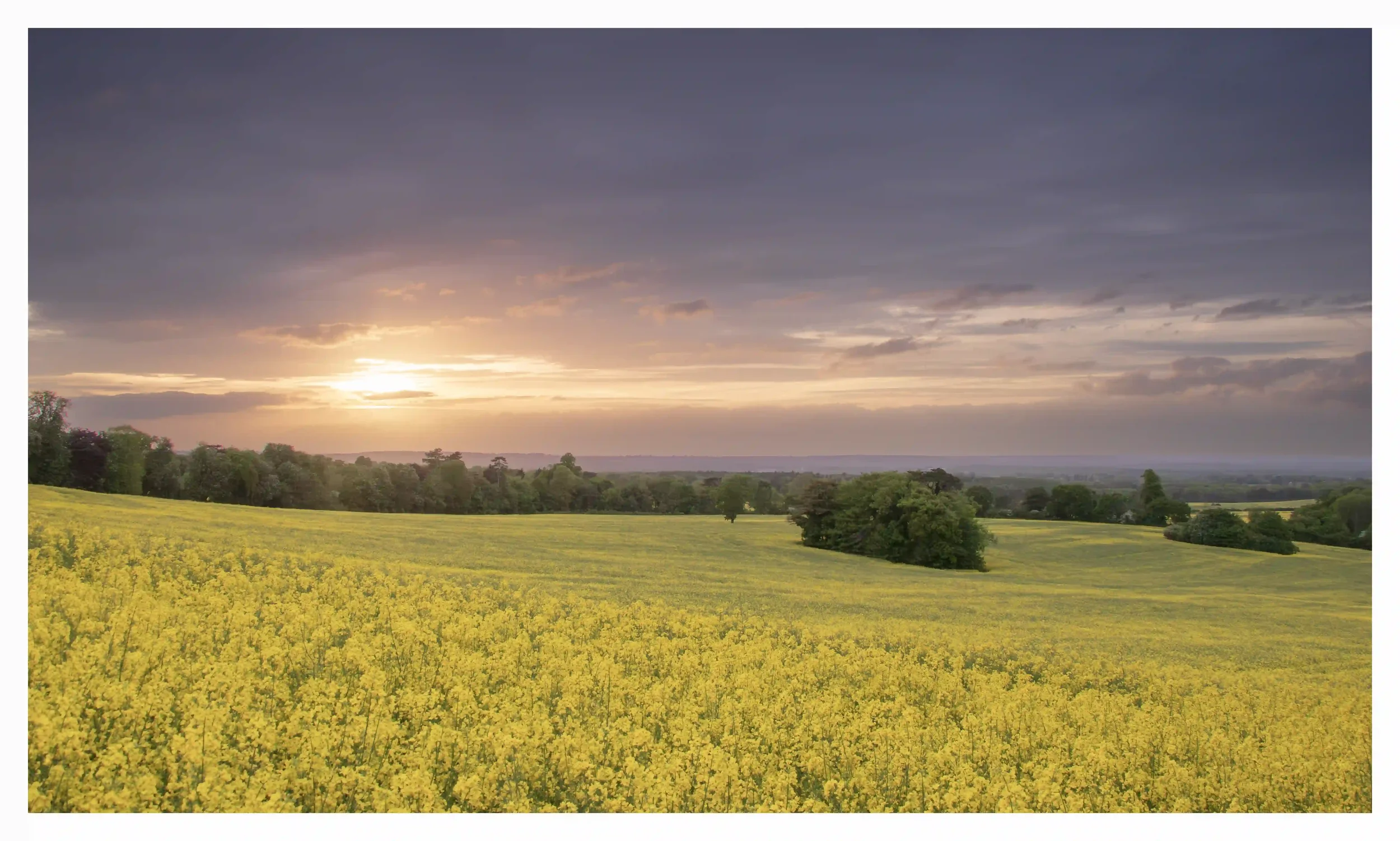 MELLOWED
The warming soft hues of the low sun that had found a break in the clouds; moments when things just seem to align so elegantly.  The spring fields softly glowing on an afternoon when even the temperatures felt just right to sit at the top of