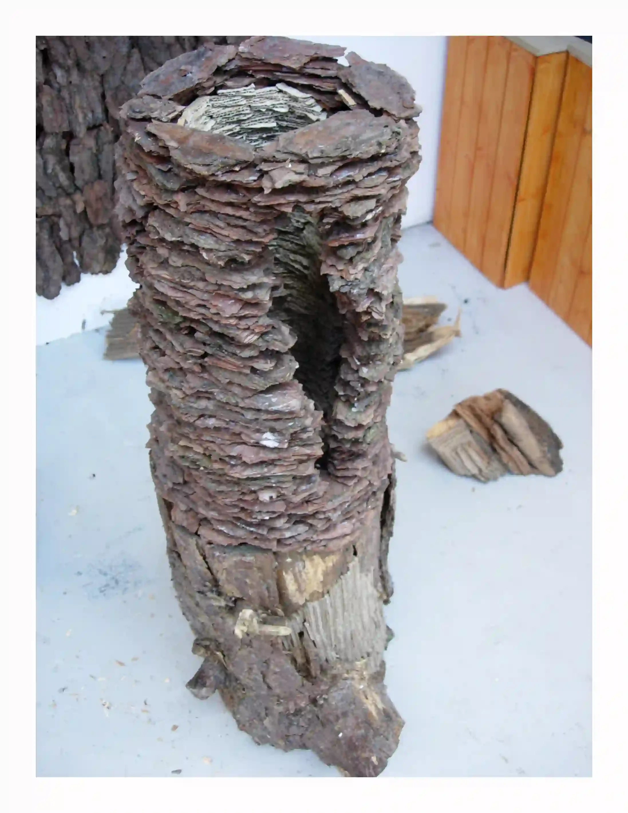 Bark and inner card sculpture....
Found bark that had been reconstructed in a shape that respected its original form and how the material could obtain its structure. The inside was layered with torn shreds of card; acknowledging that the shape of the